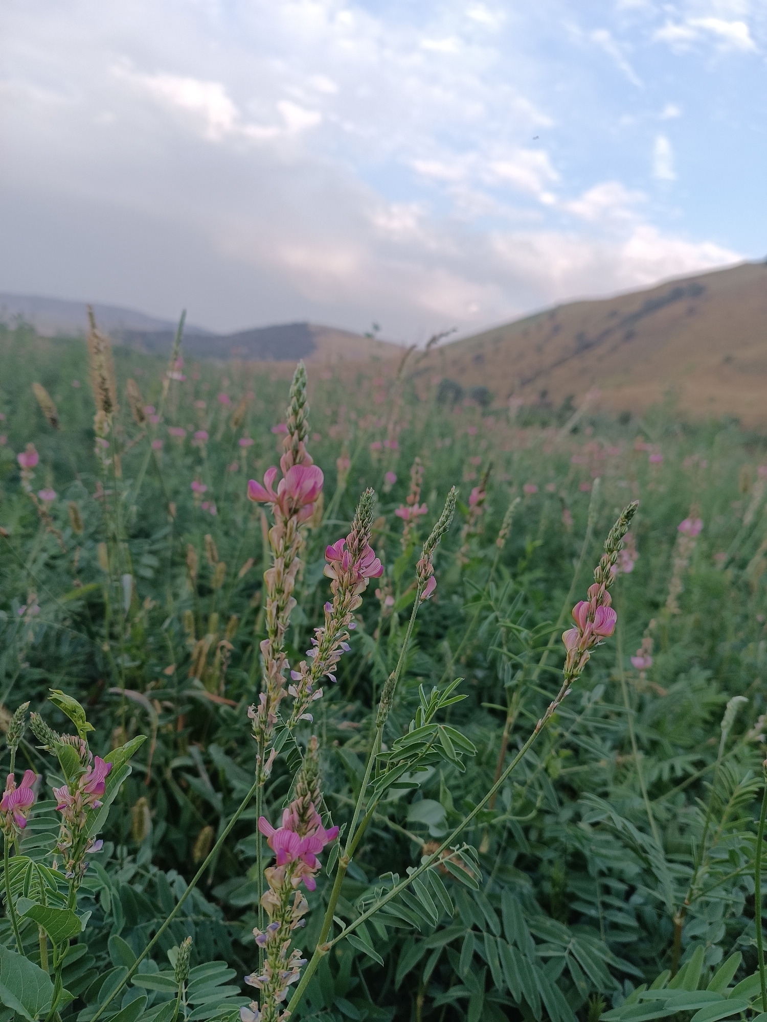 A field of pink flowers and green foliage is shown in Myrza-Ake, Kyrgyzstan. The flowers are small and clustered on tall stalks, with some appearing to be in bloom while others are still developing. The foliage is dense and appears to be a mix of flowering plants and other greenery. In the background, a gently sloping hill rises, covered in dry vegetation. The sky above is a pale blue, with scattered white clouds. A small, distant airplane is visible in the sky. The overall impression is one of a natural, undeveloped landscape.