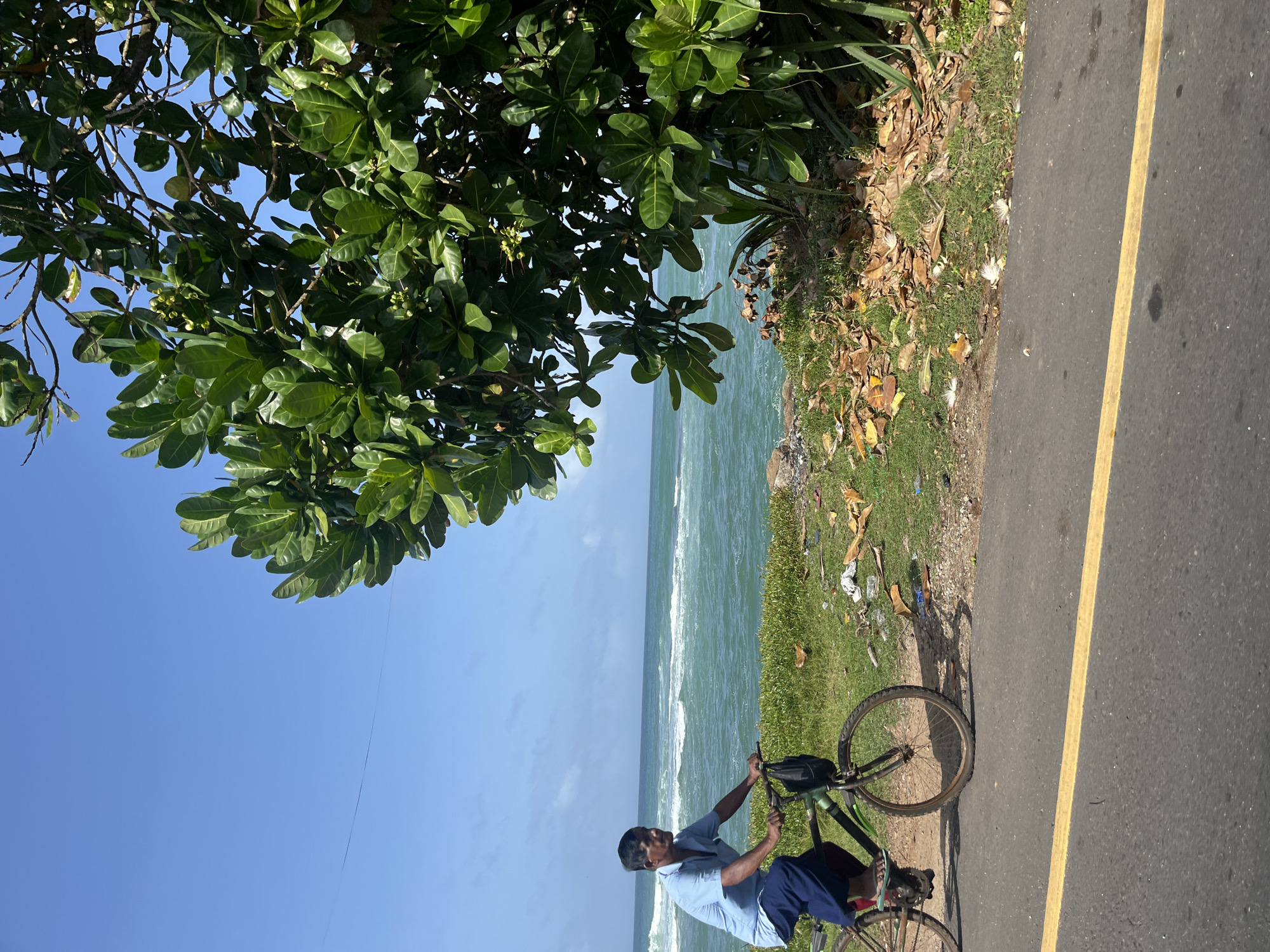 A man rides a bicycle along a paved road with a yellow line marking the lane. The man, wearing a blue short-sleeved shirt and dark pants, is positioned on the left side of the frame, facing left. The bicycle is dark-colored with a bag attached to the handlebars. To the right of the road, there is a grassy embankment with fallen leaves and some scattered debris. Beyond the embankment, the turquoise ocean stretches to the horizon under a clear blue sky. A large, leafy green tree with visible branches and some small green fruits is prominently positioned on the right side of the image, partially obscuring the sky and the ocean. The scene appears to be set in Midigama, Sri Lanka, a coastal area known for its beaches and lush vegetation.