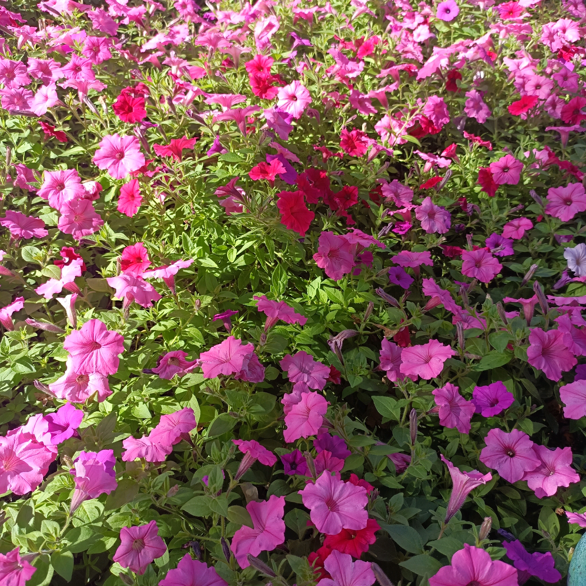 A close-up, high-angle shot captures a dense field of blooming petunias in various shades of pink and magenta, interspersed with vibrant green foliage. The flowers, in full bloom, are the primary subject, showcasing their delicate petals and trumpet-like shapes. Sunlight highlights the textures and colors, creating a lively and colorful scene. The image does not contain any people or specific landmarks that would identify a location in Wiesbaden, Germany.