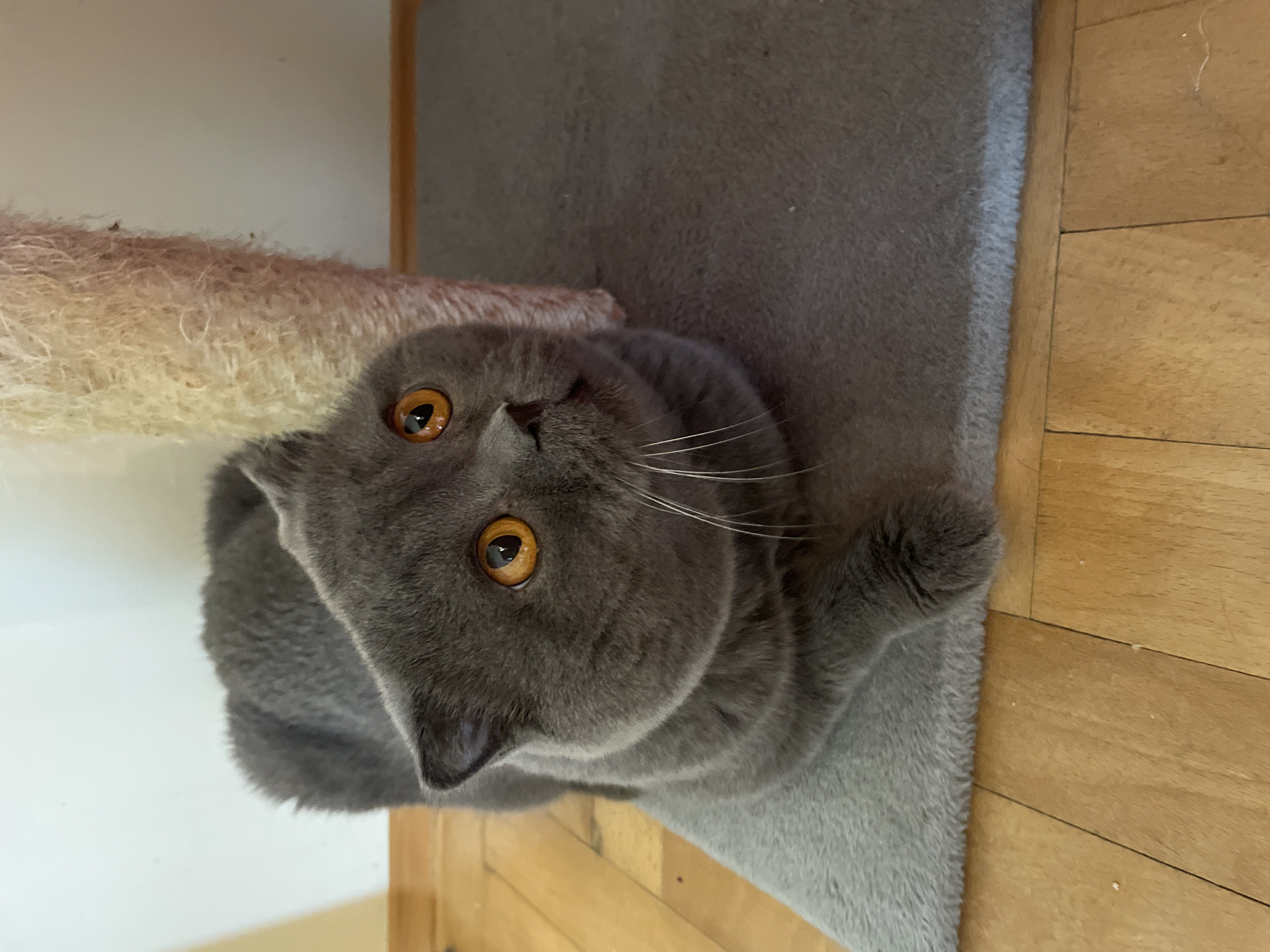 A close-up, eye-level shot shows a fluffy, gray British Shorthair cat with bright orange eyes looking upwards. The cat is lying on a textured gray mat in front of a rough, light-colored scratching post. The background consists of a white wall and a wooden floor. The scene is indoors, with no indication of a specific city or location beyond that. The lighting is soft, and the focus is on the cat's face.