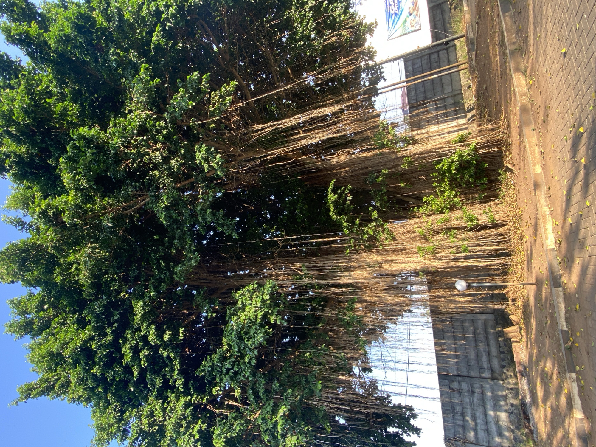 A banyan tree with numerous aerial roots is the central focus of this image, located in Margorejo, Indonesia. The tree is large and dense, with vibrant green foliage covering its upper canopy. Hanging from its branches are a multitude of long, thin aerial roots that extend towards the ground. In the background, a grey concrete wall runs horizontally across the frame, with some vegetation visible behind it. A modern-style lamppost with a spherical light fixture stands in front of the wall, to the left of the tree's trunk. The ground in the foreground is paved with interlocking bricks, scattered with fallen yellow leaves. Sunlight casts shadows on the ground, indicating a bright, daytime scene. A large billboard with colorful graphics is partially visible to the right of the tree. The sky above is a clear, bright blue.