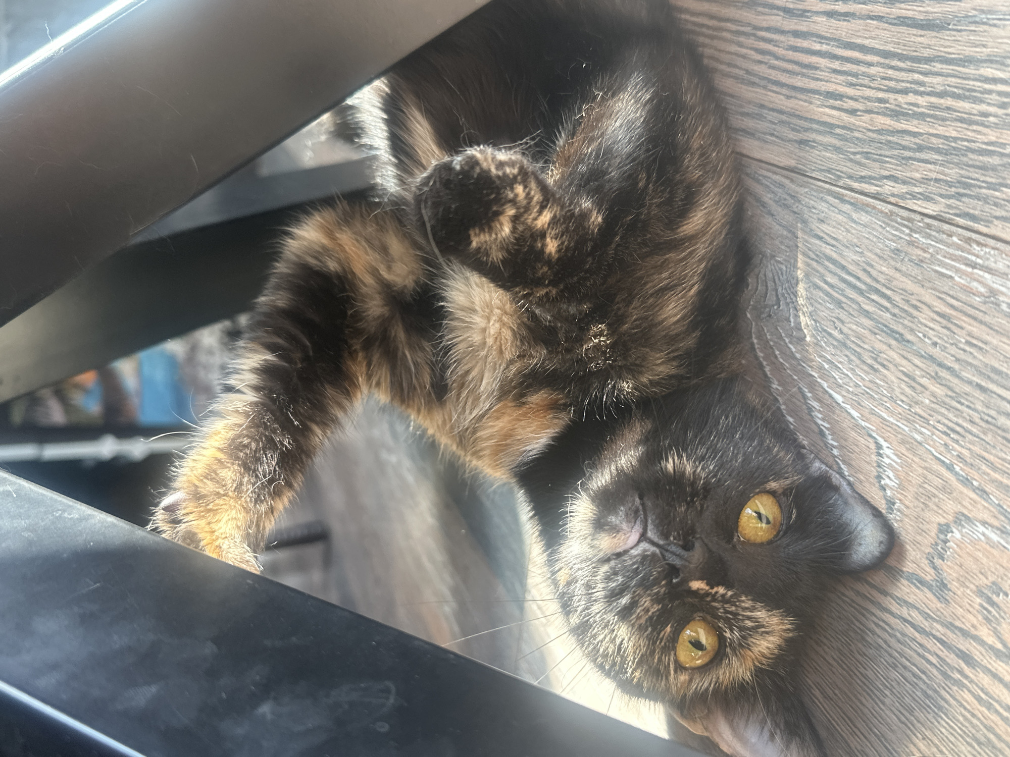 A tortoiseshell cat lies on its back on a wooden floor, under the shade of what appears to be a modern metal table or chair. The cat's eyes are open and yellow, with black pupils, and it is looking towards the camera. Its paws are curled up towards its chest, and one front paw is extended upwards, its claws slightly visible. Sunlight streams in from the side, casting shadows and highlighting the cat's fur, which is a mix of black, brown, and orange. The background is blurred, but suggests an indoor setting with hints of furniture and possibly other objects. No specific location in Novaya Pustosh, Russia, can be determined from the image.