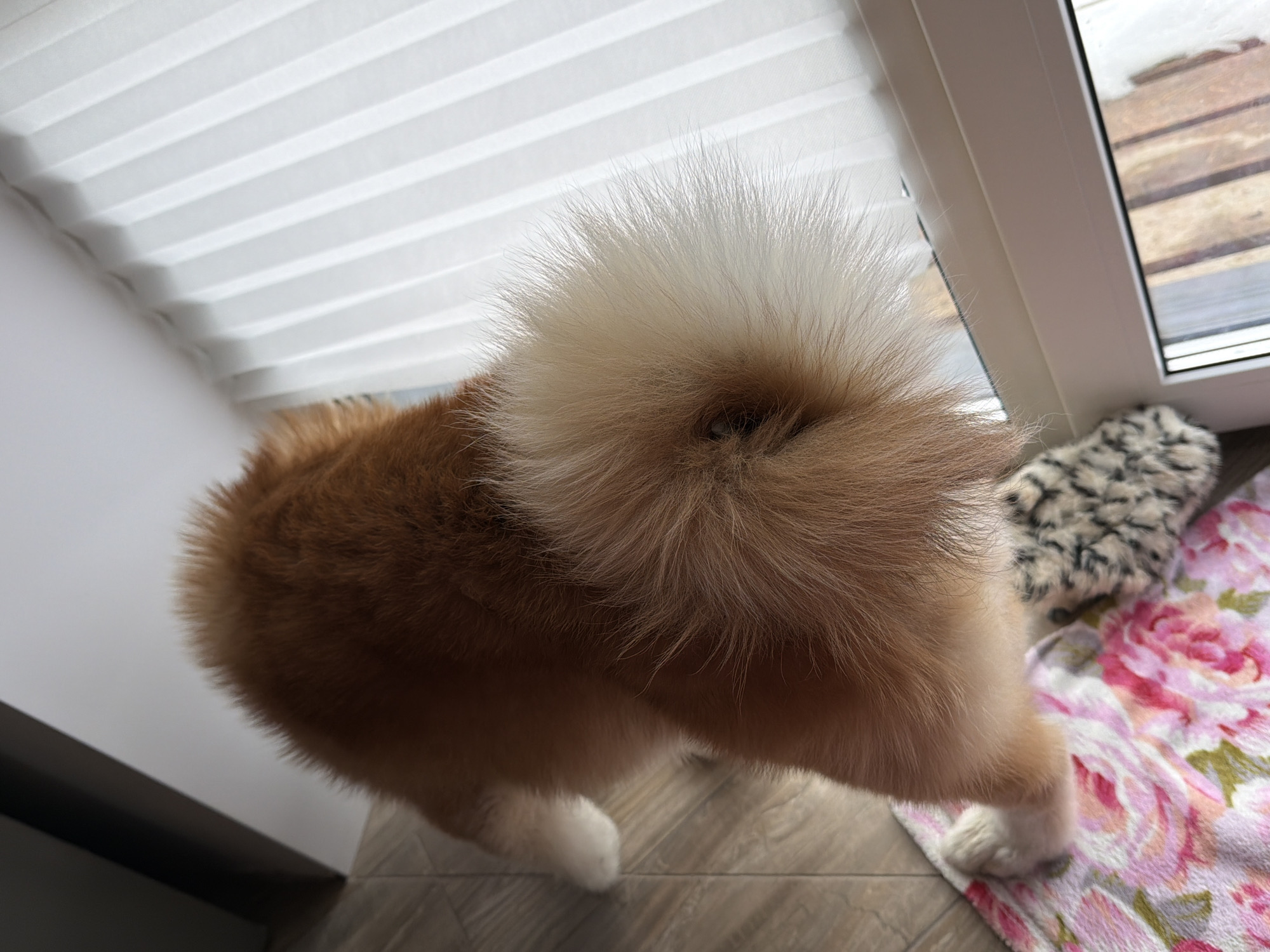The image shows the hindquarters of a light-brown, fluffy dog standing on a tiled floor near a window. The dog's tail is particularly prominent, a large, fluffy mass of light-brown and cream fur. The location is presumed to be Chaikovsky, Russia. The room's interior includes a white, slatted window blind and a floral-patterned blanket or towel on the floor. A small, leopard-print object is also visible near the blanket. The window provides a view of an outdoor scene with wooden slats, potentially a deck or fence, with signs of snow or ice.