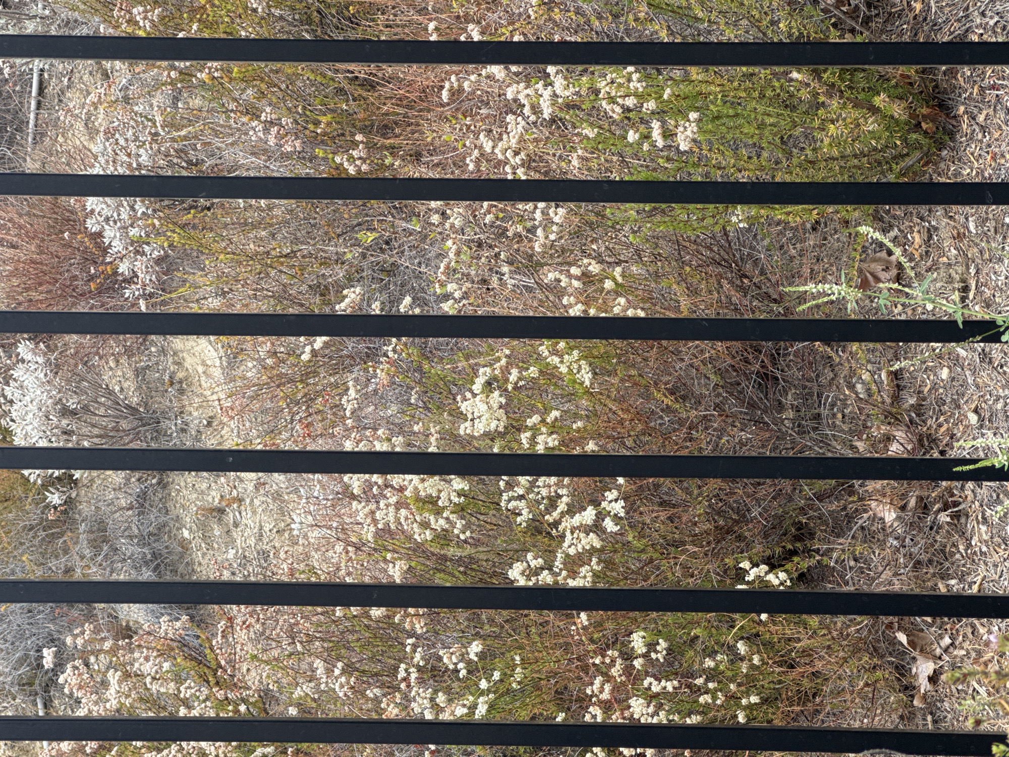 The image displays a dense, dry, natural landscape viewed through horizontal black bars. The flora consists of numerous small, white flowers clustered on thin stems, interspersed with dry, brown, and green foliage. The ground is covered in a mix of dry leaves, twigs, and sparse vegetation. The scene suggests an arid or semi-arid environment, possibly during a dry season. The lighting appears natural and diffused, indicating daytime, but without strong shadows, making it difficult to determine the exact time of day. No people, animals, or man-made structures, other than the black bars which obscure parts of the view, are visible. The black bars are evenly spaced and run horizontally across the frame, creating a segmented view of the landscape. The overall impression is one of wild, untamed nature. No text is visible in the image. The location context of Santa Clarita, United States of America, aligns with the visual cues of dry, scrubby vegetation often found in such regions.