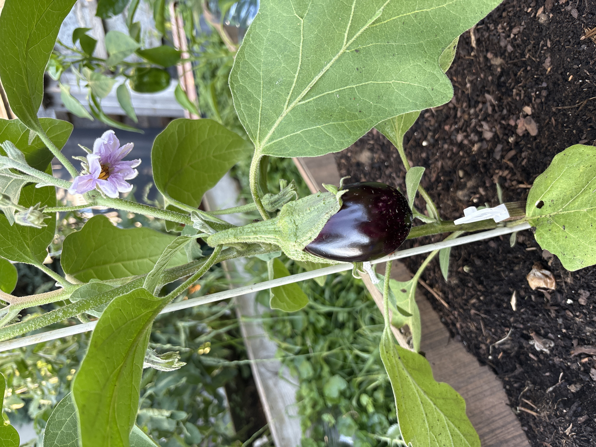 The image shows a close-up view of a small, ripe eggplant growing on a plant. The eggplant is dark purple and shiny, with a green calyx. The plant has large, green leaves and a single purple flower with yellow stamens. The background is blurred but appears to be a garden setting, with dark soil and hints of other plants. The scene is lit by natural light, suggesting it was taken outdoors during the daytime. There are no people visible in the image, and no text is present. The location is identified as Ćwiklice, Poland. The image captures a moment of growth in a garden, highlighting the developing fruit and its accompanying flower.