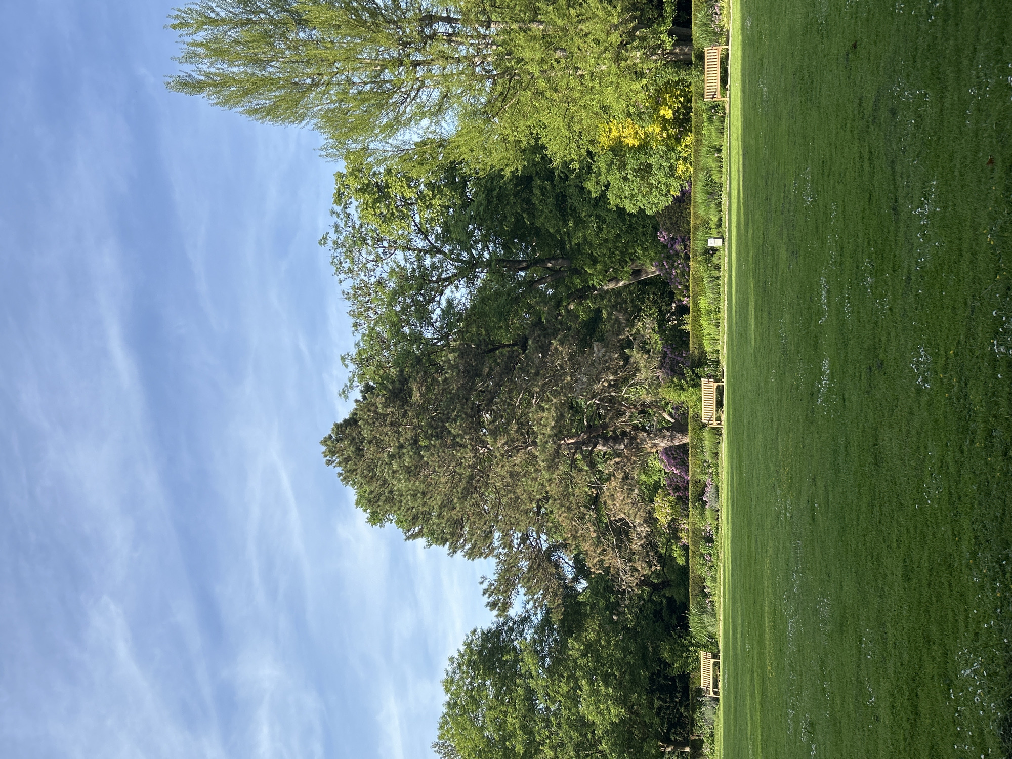 The image shows a lush green park with a row of trees on the left and a clear blue sky above. There is a well-maintained lawn with occasional white flowers scattered throughout. Several wooden benches are positioned along the edge of the lawn, near the trees. The location appears to be a serene outdoor space, presumably within the city of Unknown, Unknown. No people or animals are visible in the scene. The focus is on the natural elements: trees, grass, and sky.