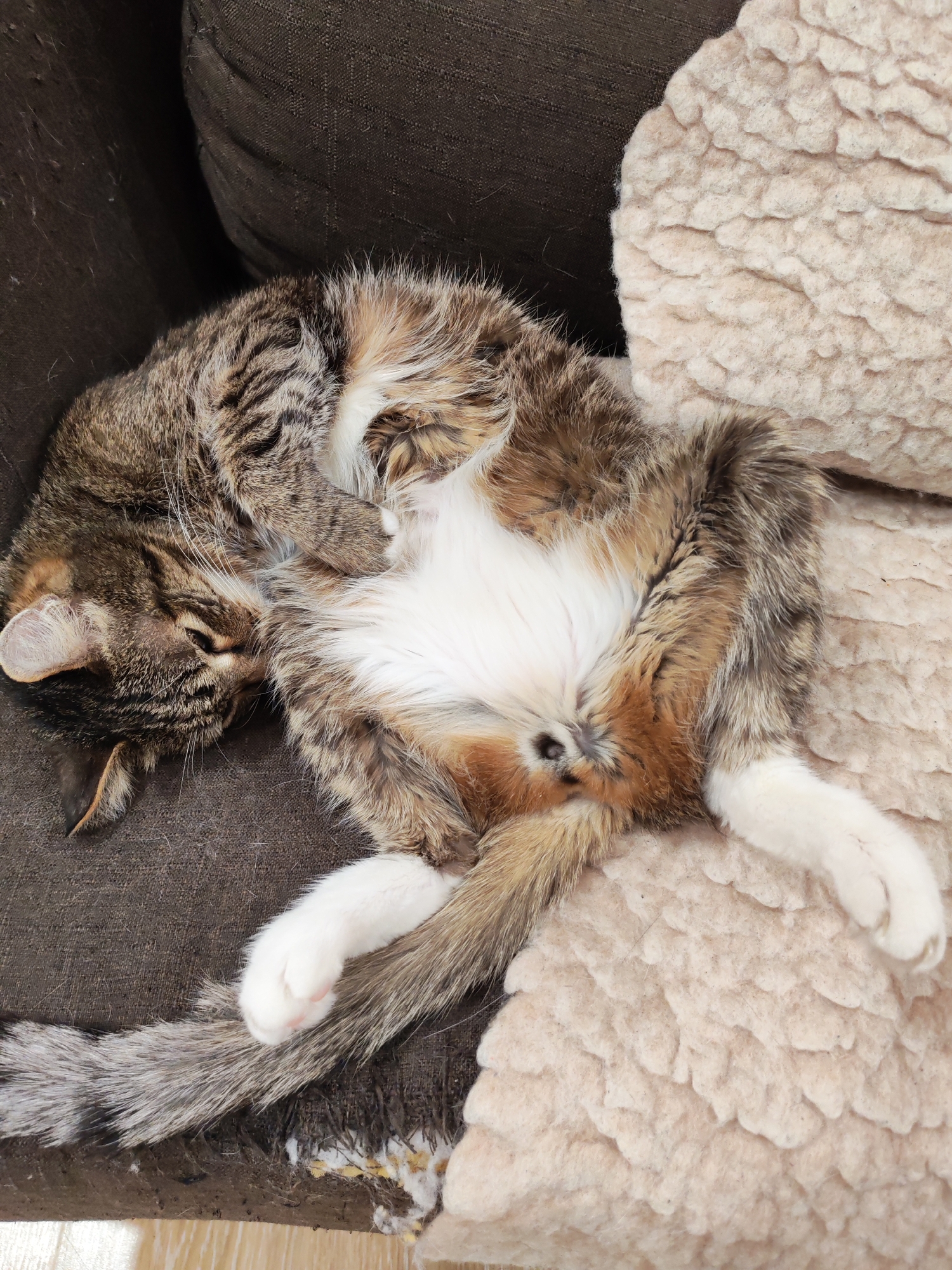 A tabby cat is sleeping on its back on a brown fabric sofa, with its head resting on the arm of the sofa. The cat's belly is white, and its legs are stretched out. Part of the sofa cushion and the sofa fabric has torn away at the bottom. A sheepskin-like pillow rests to the side of the sofa. There is no evidence to suggest this photo was taken in Chaikovsky, Russia.