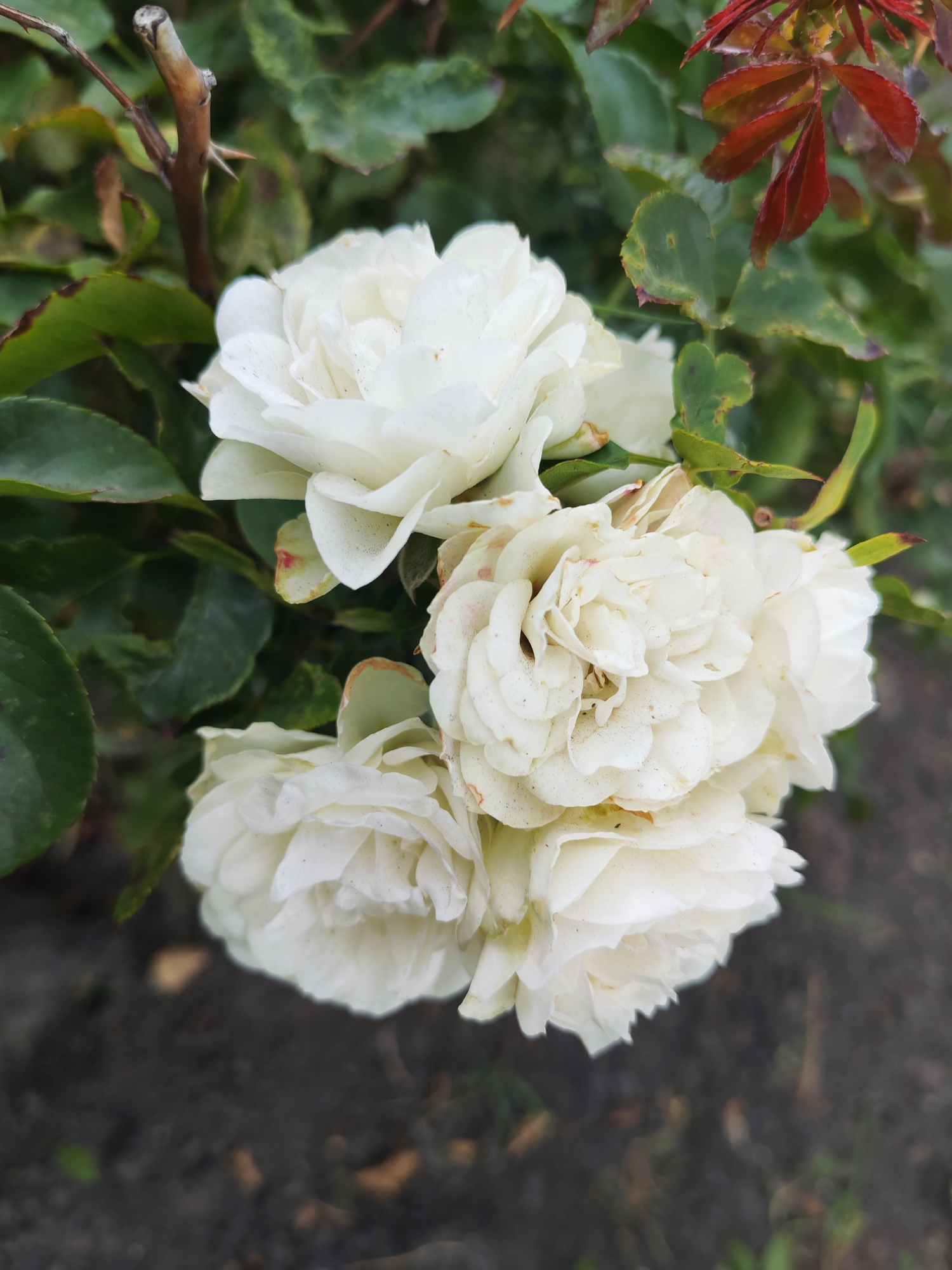 A cluster of four white roses, some appearing slightly aged with hints of pink and brown on their petals, is the central focus of the image. The roses are surrounded by lush green leaves, some of which show signs of wilting or browning along the edges. A thorny branch is visible to the left of the roses, and a few reddish leaves are present at the top right, suggesting new growth or a change in season. The background is a blur of dark soil with some scattered dried leaves, indicating an outdoor garden setting. The image does not contain any identifiable individuals or specific landmarks that would allow for the precise localization within Kurgan, Russia.