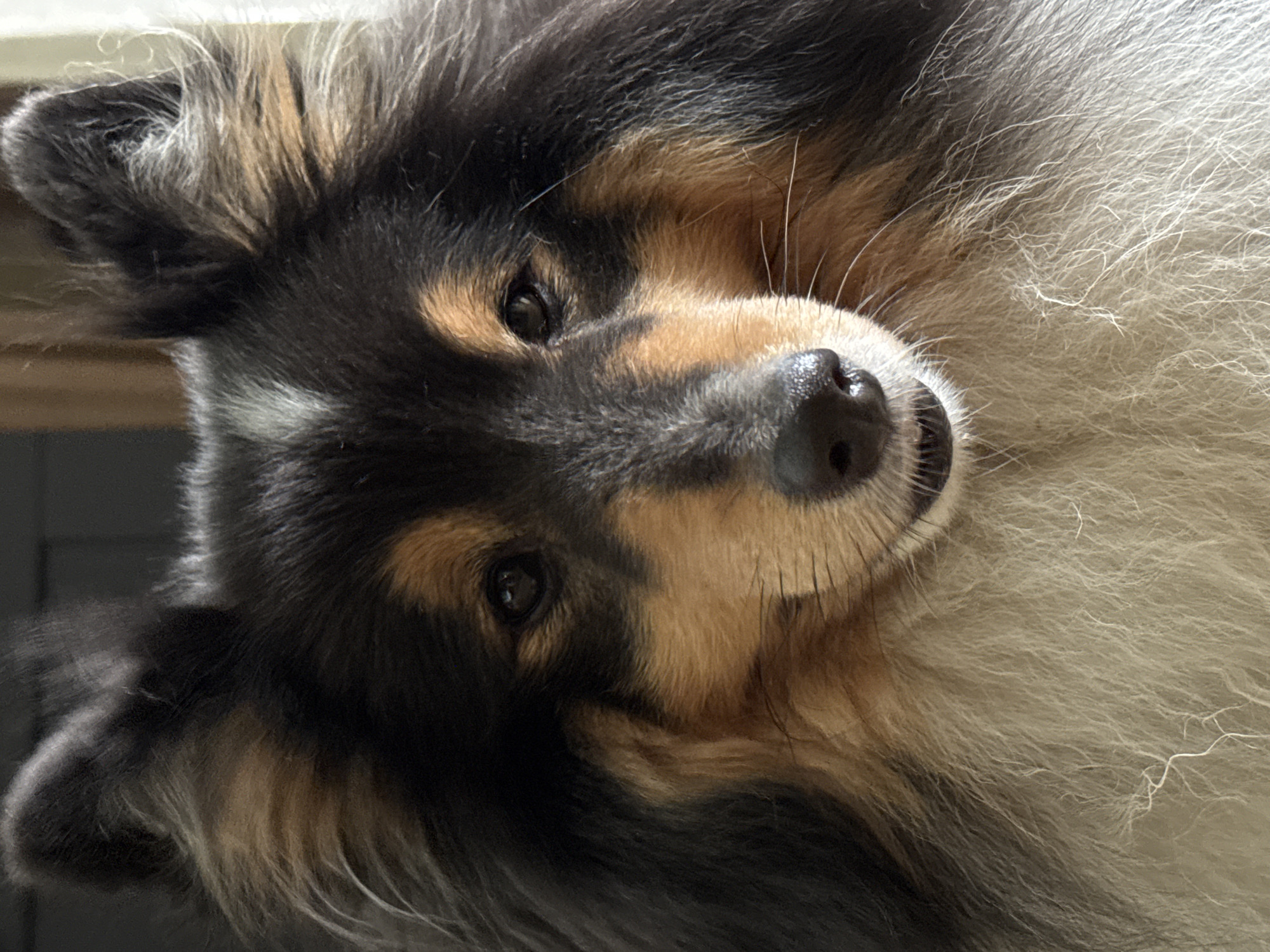 A close-up, head-on portrait of a tricolor Shetland Sheepdog, also known as a Sheltie, is presented. The dog's fur exhibits a striking blend of black, tan, and white. Its head is centered in the frame, with its alert eyes, wet nose, and slightly open mouth visible. The dog's large, bushy mane frames its face, with its ears pointed upwards. The background is blurred, suggesting the dog is indoors, possibly near a window, with a hint of natural light illuminating its face. There is no indication of a specific location within Moscow, Russia, nor any human presence.