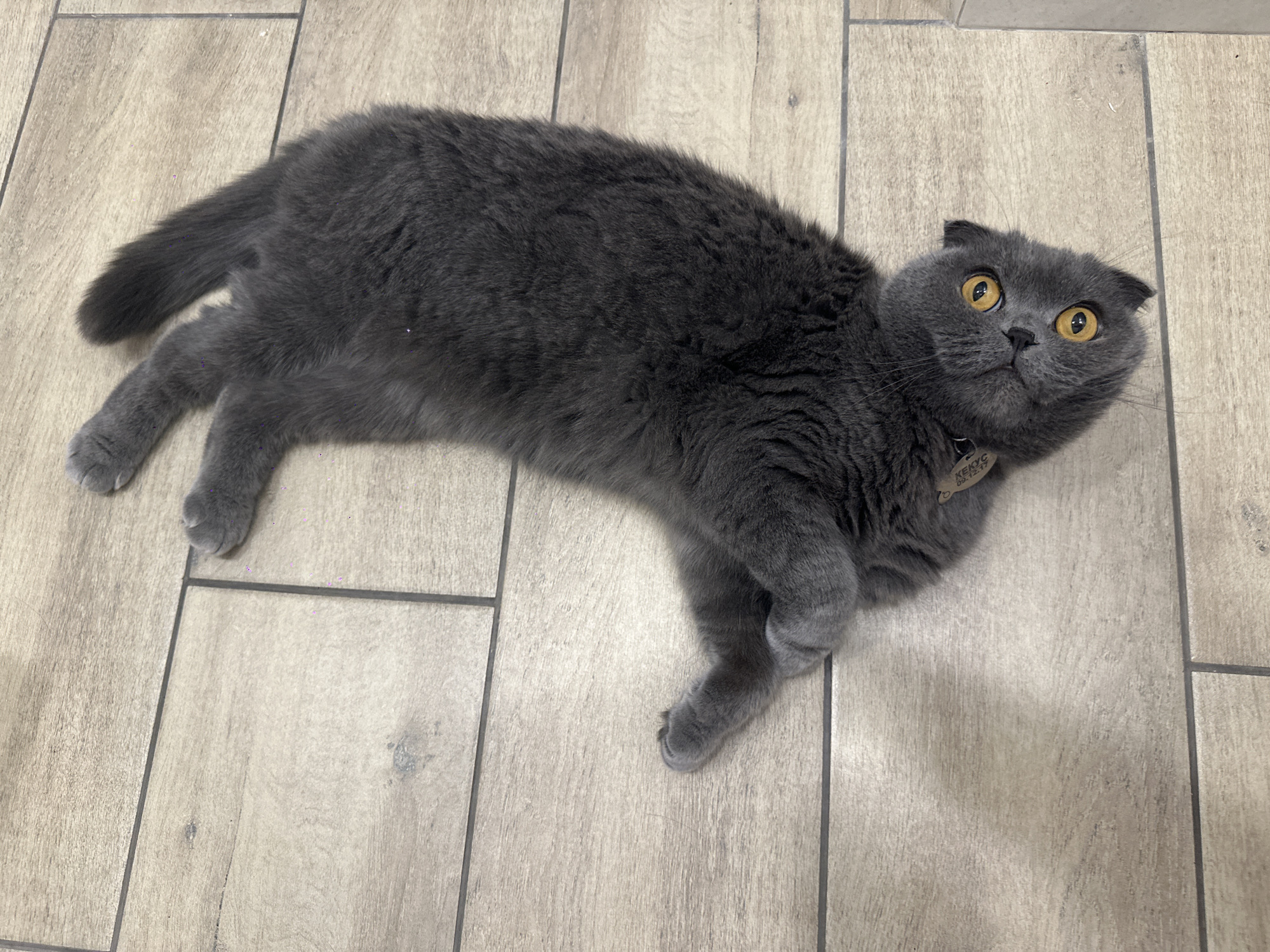 An overhead shot captures a grey Scottish Fold cat lying comfortably on its back on a tiled floor in an indoor setting. The cat, distinguished by its folded ears and thick, charcoal-grey fur, gazes upward with large, round amber-yellow eyes, conveying an expression of curiosity or slight surprise. Its front and back paws are relaxed, extending outwards. Around its neck, the cat wears a collar with a silver-colored tag, on which the text "КЕКСУС" (Keksus) and "09.12.17" is visible. The floor is covered with light-toned rectangular tiles that have a subtle wood-grain pattern, separated by dark grout lines. The lighting is even, suggesting an indoor environment, likely a home, located in Chaikovsky, Russia.