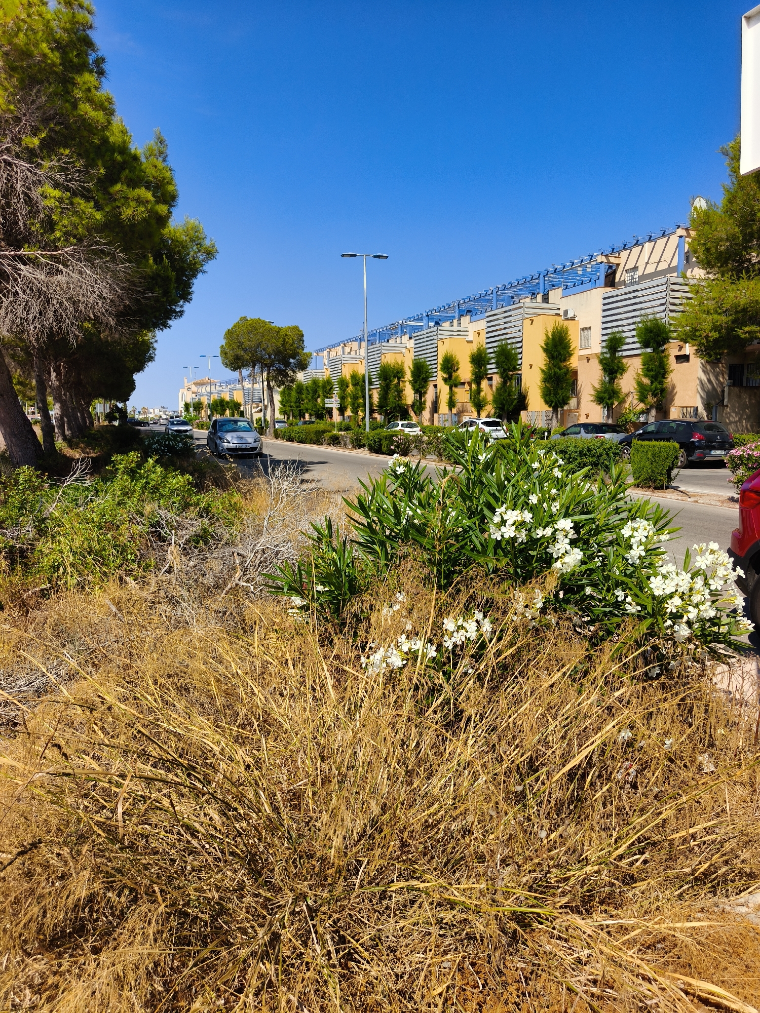 The image depicts a street scene in Dehesa De Campoamor, Spain, on a clear day with a bright blue sky. In the foreground, a patch of dry, golden grass and some green foliage with white flowers occupies the lower portion of the frame. A paved road runs through the middle of the image, with several parked cars lining the right side. These include a silver hatchback, a black hatchback, and a red vehicle partially visible on the far right. On the left side of the road, a line of trees with green foliage and bare branches extends into the distance. Beyond the trees and the road, a row of multi-story residential buildings with yellow facades and blue awnings stands prominently. The buildings are characterized by their modern architecture, featuring balconies and slatted coverings on the upper floors. Streetlights are visible along the road, and more greenery, including manicured hedges and small trees, is planted along the sidewalks in front of the buildings. The overall impression is a suburban street with residential housing and vegetation.