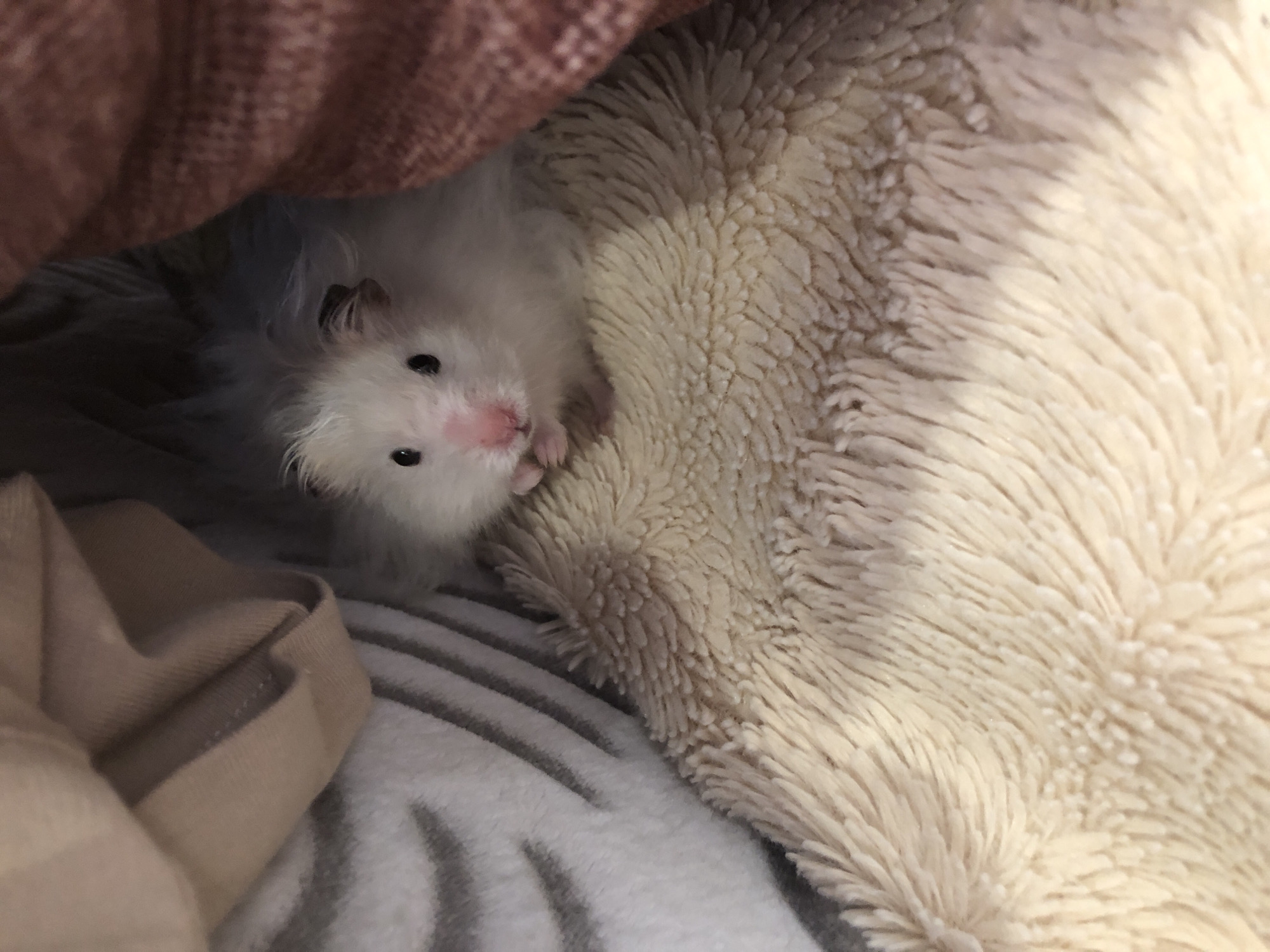 The image shows a close-up, high-angle shot of a white and tan hamster nestled within soft, plush bedding. The hamster is the central subject, with its small, dark eyes and pink nose visible. It appears to be looking directly at the camera. The bedding is a light cream color with a long, shaggy texture. Behind the hamster and bedding, there are hints of other fabrics, including a beige material and a textured brown fabric, suggesting the hamster is in a cozy, sheltered environment, possibly a cage or a bed. The lighting is soft and diffused. There is no discernible urban environment or any specific location in Solikamsk, Russia.