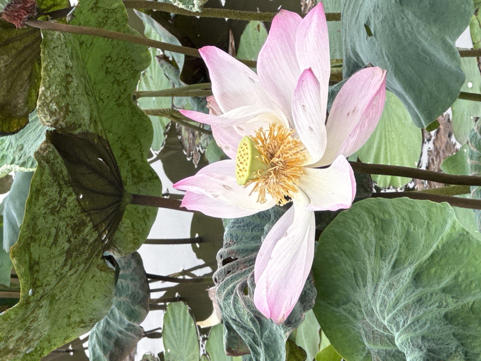 A close-up, vertical shot captures a pink and white lotus flower blooming in a pond. The flower is in focus and its delicate petals are unfurling, revealing its center with a seed pod and yellow stamens. Surrounding the flower are large, green lily pads, some of which are curved and textured, with visible veins. The water in the pond is murky and reflects the light, with some debris visible on the surface. The background is a blurred mix of dark green foliage and the calm water. The image conveys a sense of tranquility and natural beauty, likely taken in a natural setting such as a garden or a body of water in Hoa Lư Ward, Vietnam.