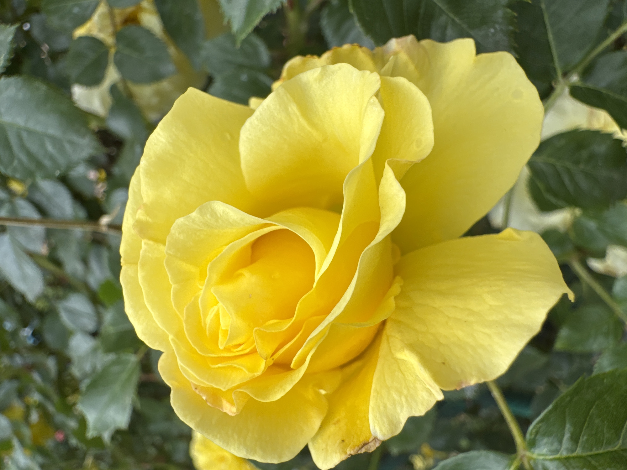 The image is a close-up, vertical shot of a vibrant yellow rose in full bloom. The rose is the primary subject, occupying most of the frame. Its petals are layered and unfurled, showcasing a rich, sunny yellow hue with some subtle variations in tone and texture. The center of the rose is tightly wound, gradually opening outwards. In the background, out-of-focus green leaves of the rose bush create a natural setting. The lighting suggests it is daytime, possibly with diffused sunlight, highlighting the texture of the petals. There are no people or man-made objects visible in this image. The scene appears to be in a garden or natural outdoor environment. The location is identified as Karachayevsk, Russia.