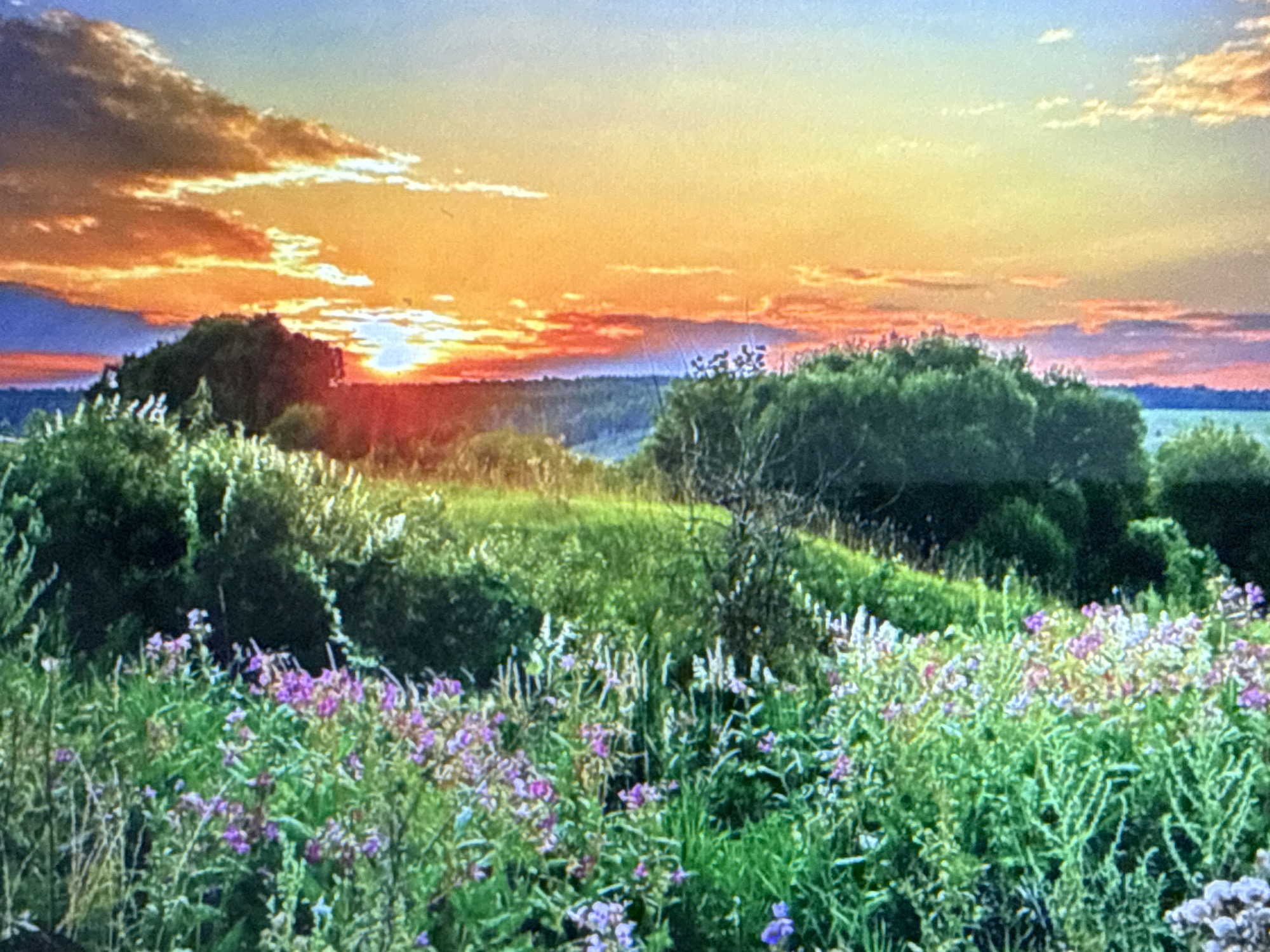 A vertical, landscape photograph captures a sunset over a rural landscape. The left side of the image is dominated by the sky, painted with vibrant hues of orange, yellow, and pink, reflecting off a body of water. Wispy clouds stretch across the horizon, illuminated by the setting sun.
The right side of the photograph features a lush green field, bordered by trees. Small purple flowers are scattered throughout the grass, adding touches of color to the verdant scene. The overall impression is one of natural beauty and tranquility. The scene is devoid of any people or man-made structures.