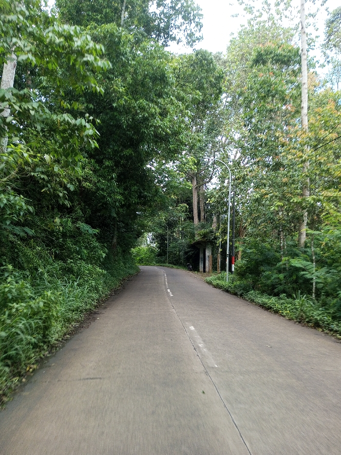 The image depicts an uninhabited, paved road curving gently to the left within a densely vegetated area in Ariyalai, Sri Lanka. The road surface is grey, with a faded white dashed centerline indicating two lanes. Lush green foliage, comprising various trees, shrubs, and undergrowth, flanks both sides of the road. On the left, the vegetation forms a steep bank extending upward. On the right, tall trees with light-colored bark are prominent. Approximately halfway down the visible road, a light-colored streetlight with a curved arm is positioned on the right shoulder. Behind the streetlight and further right, a small, weathered concrete or masonry structure with an overhang is visible, showing signs of discoloration or graffiti. A darker utility pole stands near the streetlight. The sky above is bright but mostly obscured by the dense tree canopy. No individuals, vehicles, or animals are present.