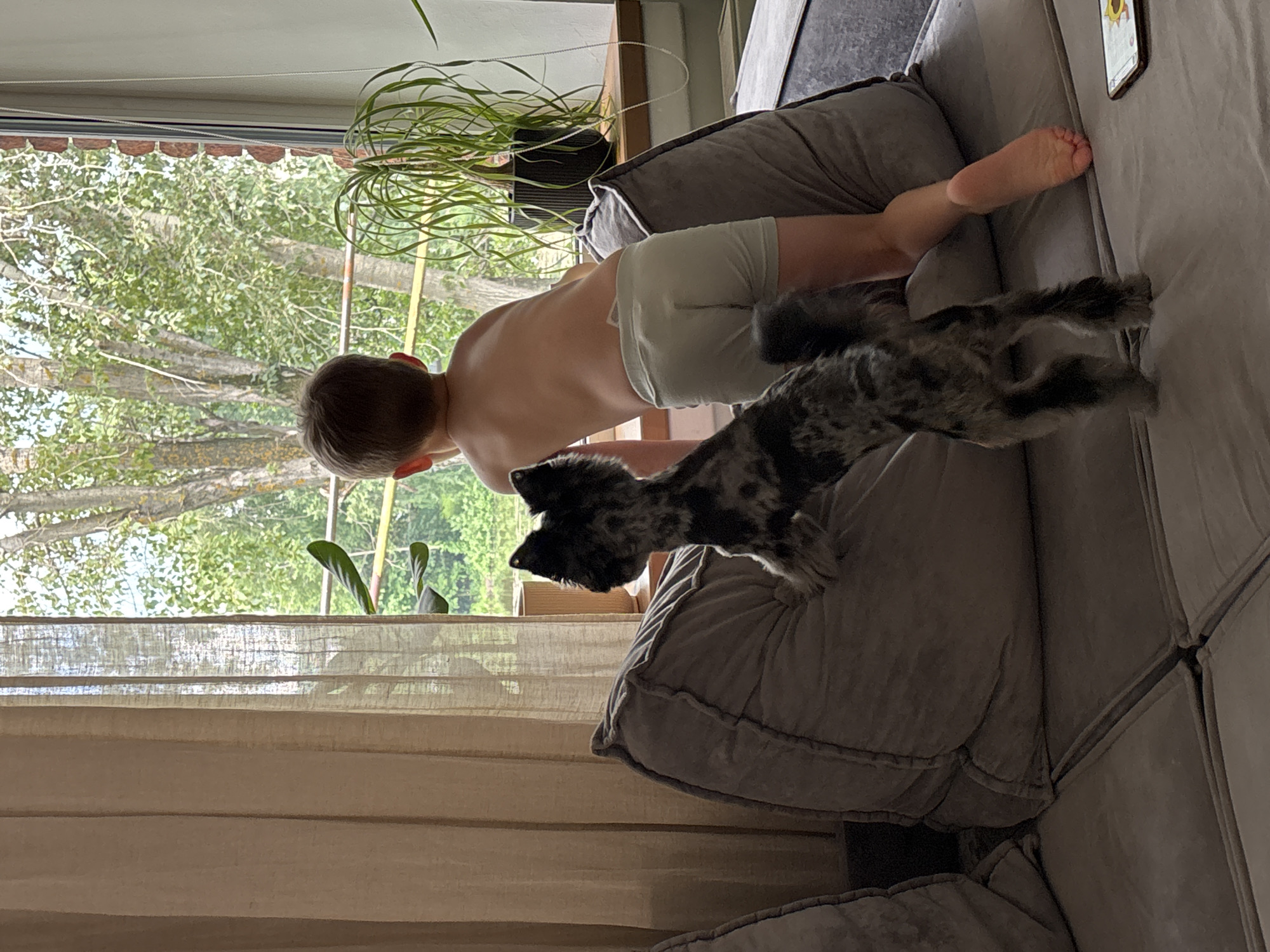 The image depicts an indoor scene where a young boy and a small dog are looking out a window. The boy, shirtless and wearing light-colored shorts, is positioned in front of the window, his back to the camera. He appears to be standing on the back of a large, grey sofa, leaning forward. To his left, a small, spotted dog stands on its hind legs on the sofa, also facing the window. The window reveals a view of lush green trees and foliage, suggesting an outdoor environment with natural light. The room contains a large, grey sectional sofa with large, plush cushions. To the right of the window, a tall potted plant with long, thin leaves is visible, placed on a windowsill. The curtains on the left are a neutral, beige color. The overall setting appears to be a residential interior. The location is identified as Chaikovsky, Russia.