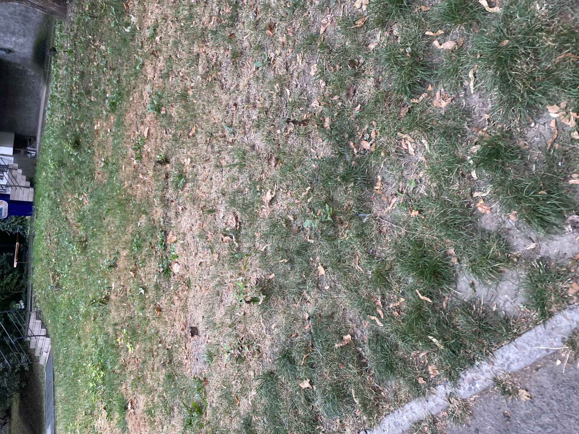 The image shows a patch of dry and patchy grass with scattered brown leaves, suggesting arid conditions or neglect. A concrete curb runs along the lower left edge of the frame, adjacent to a gray asphalt surface. In the background, a set of concrete stairs with metal railings leads up a grassy incline towards a building. Further back, a wooden bench is visible on the grass. The overall scene depicts an outdoor urban environment, possibly a park or residential area in Chornomorsk, Ukraine, characterized by signs of summer dryness. No people or specific actions are depicted.