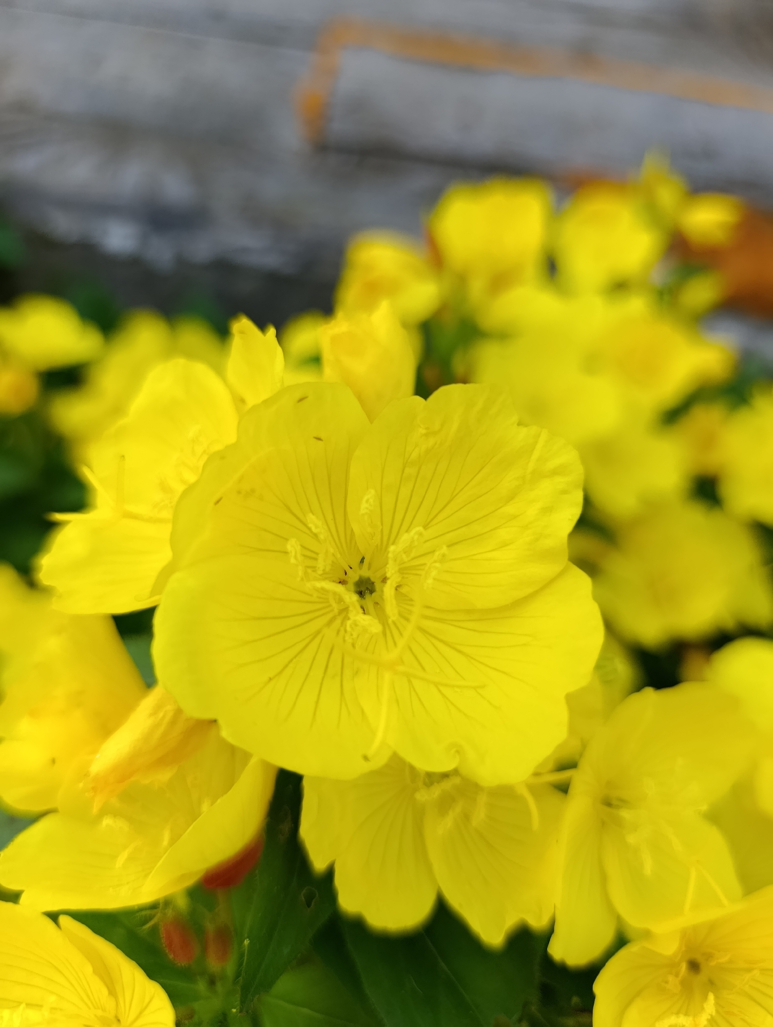 A close-up, high-angle shot captures a cluster of bright yellow flowers. The petals of the central flower are prominently displayed, showcasing delicate veins. In the blurred background, a gray, textured surface with an orange stripe is visible, possibly a wall or building. The flowers are in focus in the foreground, while the background is out of focus. The setting appears to be outdoors, with some green foliage visible beneath the flowers. The image does not contain any people or specific landmarks in the city of Зипуново, Russia.