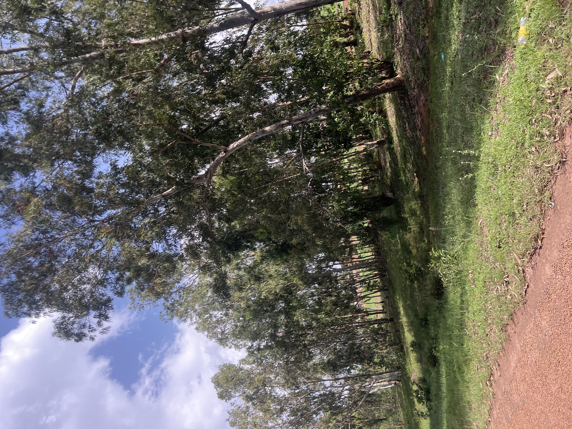 This is a photograph taken in Durumi, Nigeria, depicting a natural landscape with a dirt road in the foreground and a line of trees bordering a grassy slope behind it. The sky is blue with scattered white clouds. The trees are tall and slender, with green foliage. The ground is covered with grass and some dry leaves. There is no sign of human activity or structures in the immediate vicinity of the scene.