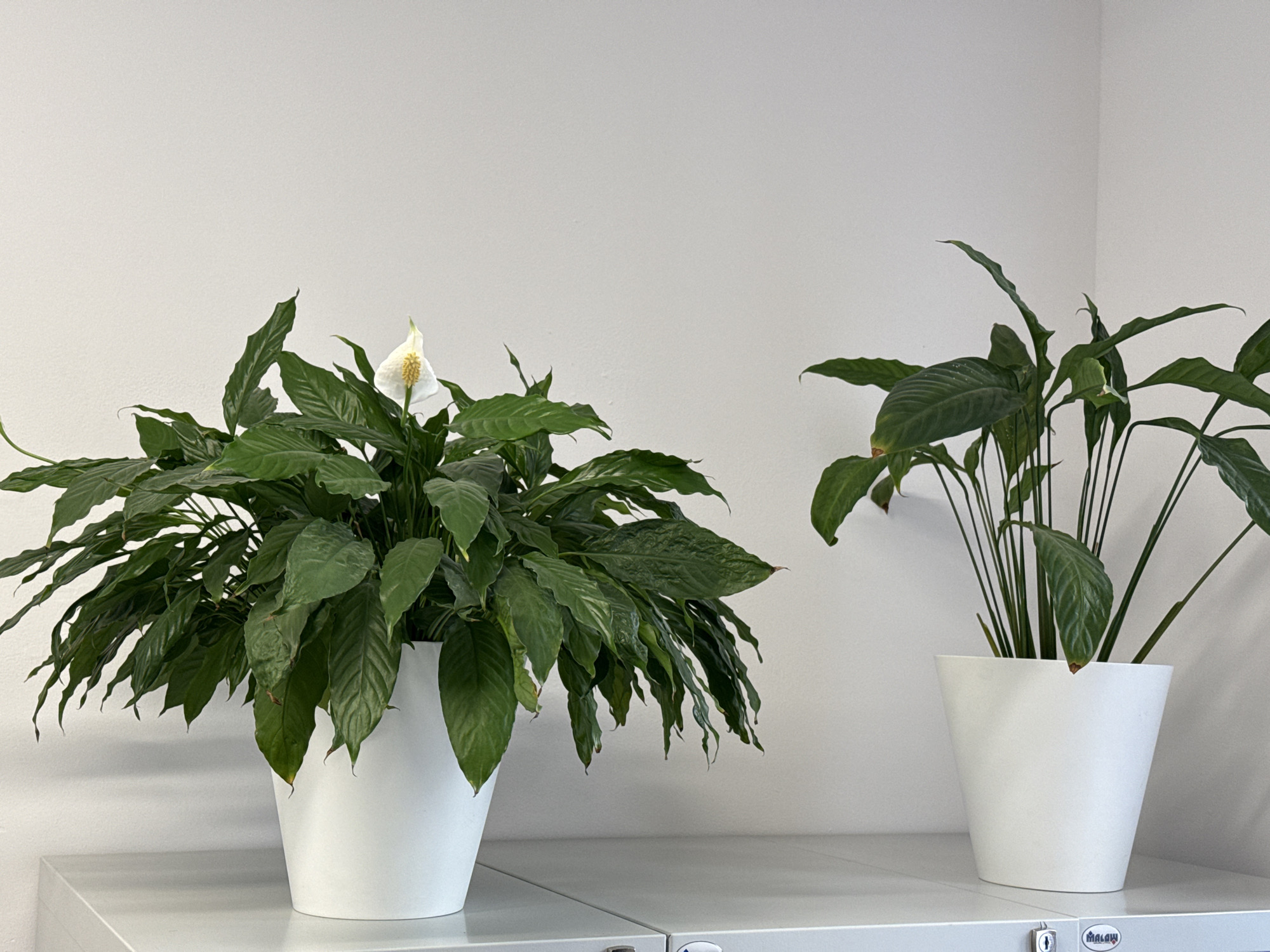 The image shows two peace lily plants in white pots, placed on a light gray surface. The plant on the left is larger and has a single white flower with a yellow spadix, surrounded by lush green leaves. The plant on the right is smaller and appears to be a different variety of peace lily, with more upright leaves and no visible flowers. Both plants are well-lit, suggesting they are indoors. The background is a plain white wall, indicating a clean and simple environment. The surface they are placed on appears to be a shelf or cabinet, with visible seams and what looks like a logo or label at the bottom right. The overall scene is serene and suggests a domestic or office setting. There is no indication of time of day or weather, as the scene is entirely indoors. The location context is Łódź, Poland. The label at the bottom right appears to contain Polish text.
