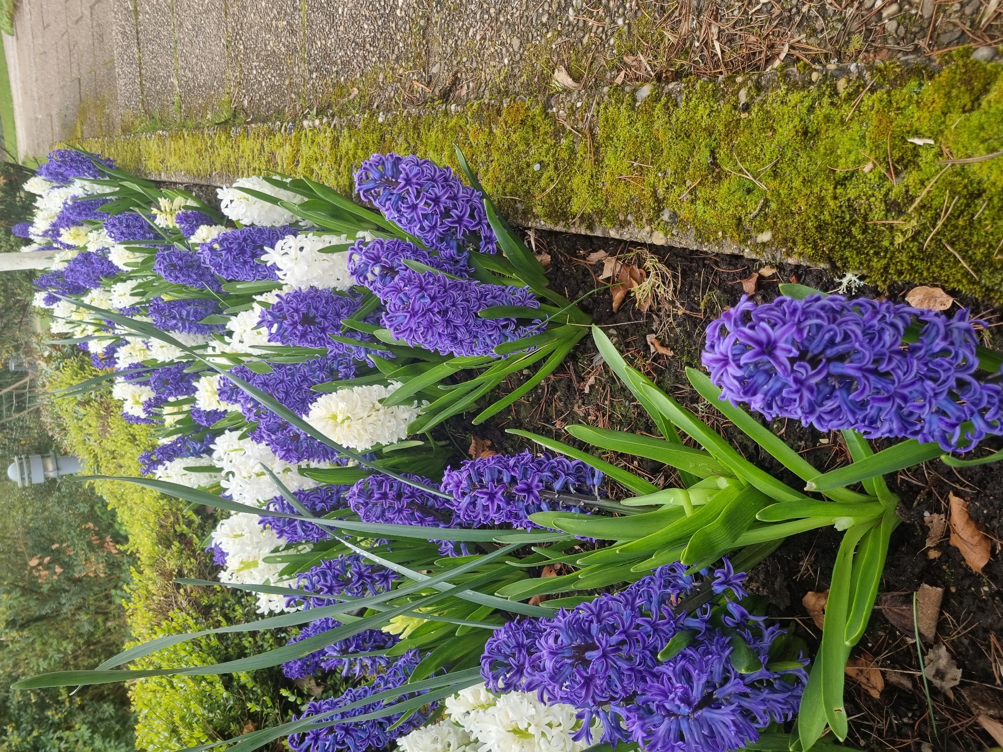 A row of vibrant hyacinth flowers, alternating between deep purple and pure white, stretches along the edge of a concrete path in Saarbrücken, Germany. Lush green leaves surround the flowers, complementing the moss-covered concrete border. The surrounding environment includes soil mixed with fallen leaves, and hints of greenery in the background suggest a garden or park setting. A lone street lamp is visible.