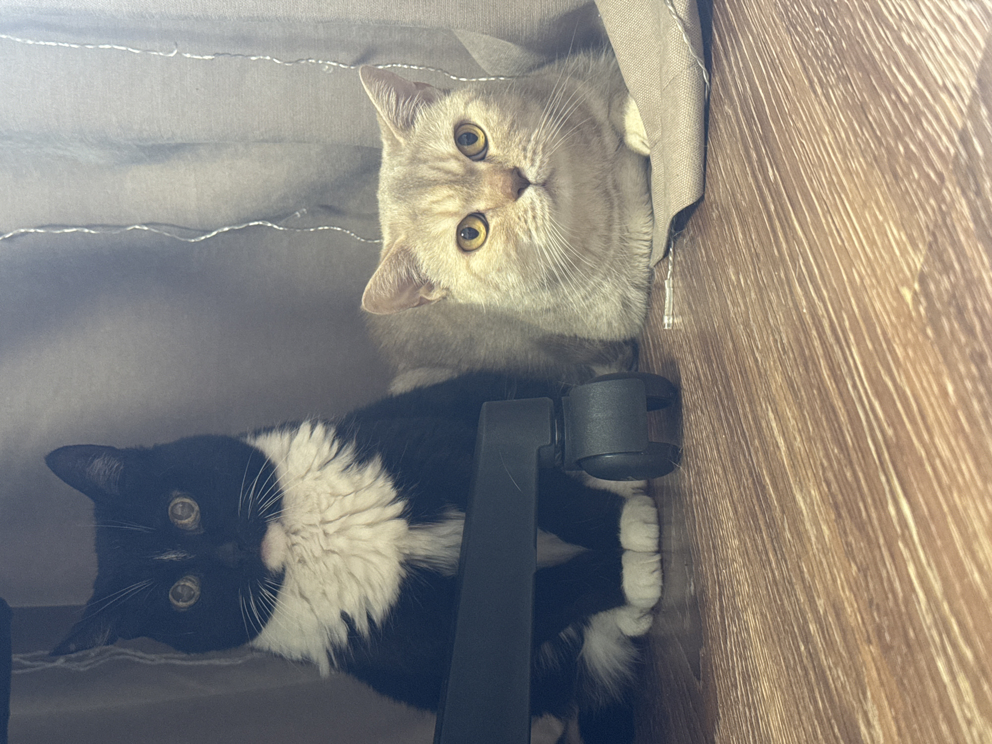 Two cats are positioned beneath a gray curtain and a wooden surface, likely a desk or shelf. One cat is a light brown or cream color with prominent yellow eyes, positioned above the other. The lower cat is black and white with similar yellow eyes and is partially obscured by a black object with a wheel, possibly a chair leg. String lights are visible along the edge of the curtain. The location cannot be determined from the image.