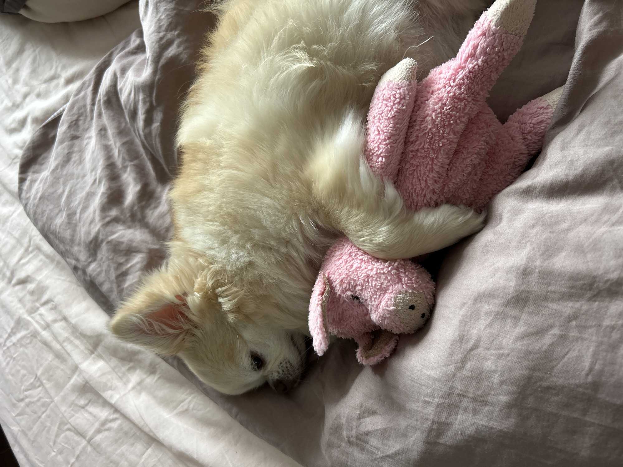 A light-colored dog is sleeping soundly on a bed, nestled amongst pink and gray bedding. The dog, which appears to be a fluffy breed, is curled up and resting its head on a pink stuffed animal. The stuffed animal, also pink, has white accents on its ears and paws, and a simple embroidered face. The scene suggests a cozy and peaceful moment, likely indoors given the bedding. The lighting is soft, hinting at either early morning or late afternoon. There is no visible text in the image. The setting is a bed with wrinkled sheets and a duvet in muted tones of gray and pink. The dog's fur is light blonde or cream-colored, with some darker shading around its face and ears. Its eyes are closed, indicating deep sleep, and its expression is serene. The stuffed animal is positioned under the dog's chin and partly held by its paws, suggesting comfort and companionship. The overall impression is one of domestic tranquility and the simple pleasure of a pet resting.