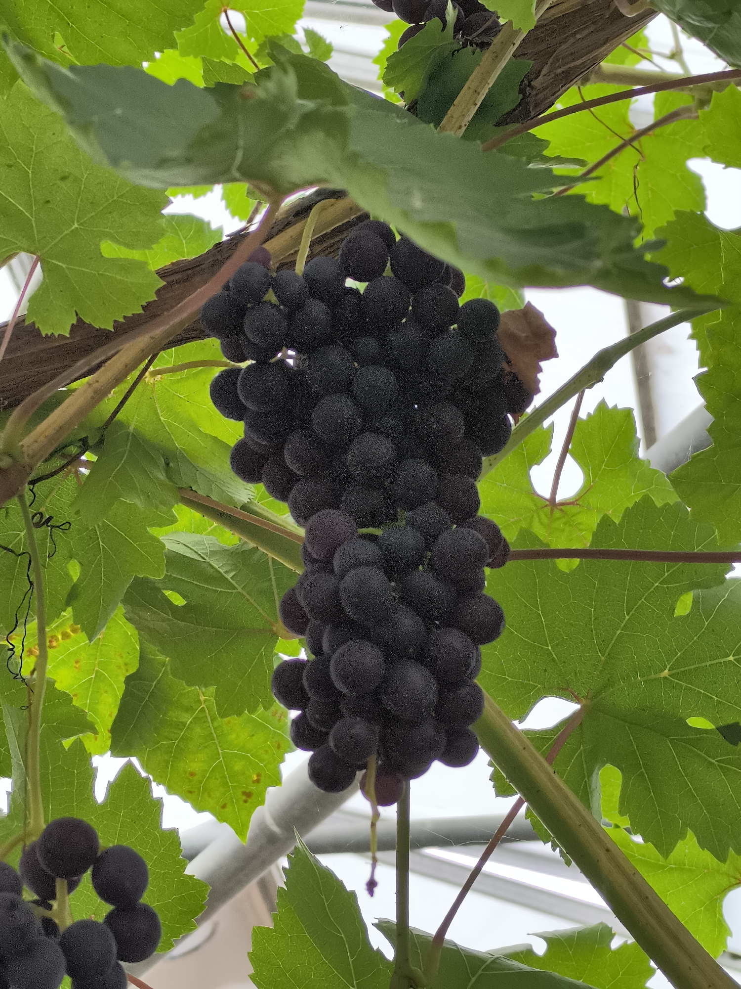 This image shows a close-up of a cluster of dark purple grapes hanging from a vine. The grapes are round and plump, with a slightly dusty bloom on their surface. They are clustered together tightly on thin stems. Lush green grape leaves surround the cluster, some of which have serrated edges and prominent veins. The vine itself appears woody and aged, with a rough texture. Thin, wiry tendrils curl outwards from the vine. The background is blurred and consists of what appears to be a greenhouse structure with white elements and some dappled sunlight filtering through. The image does not depict any people or specific location within Warmenhuizen, Netherlands, beyond the general setting of a vineyard or greenhouse.