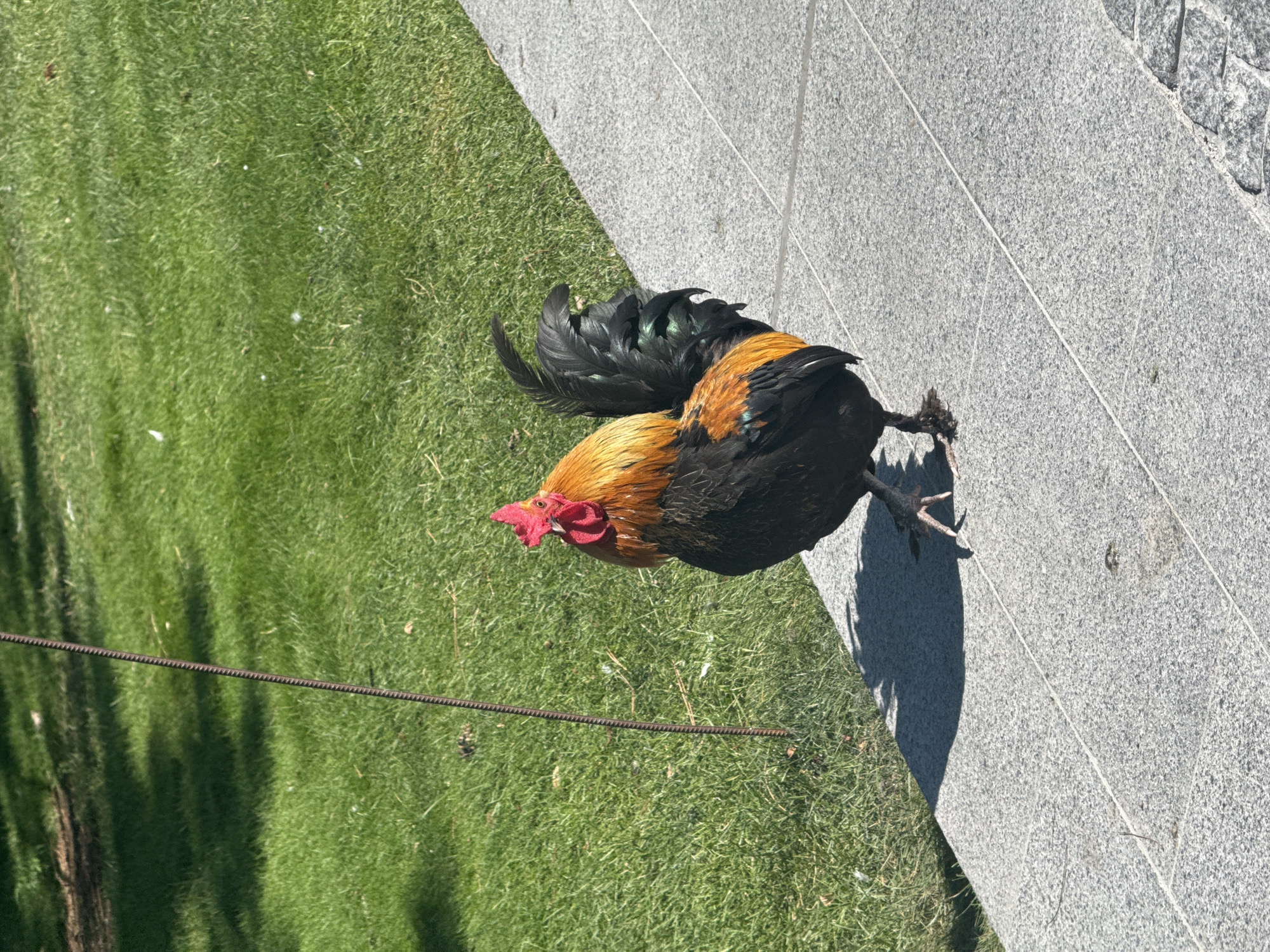 A black and orange rooster stands on a gray, paved walkway. The rooster has a bright red comb and wattle, a golden-brown neck and chest, and black body and tail feathers with hints of green iridescence. It is facing left, with its head slightly turned towards the camera. The walkway is made of large, rectangular granite-like tiles, with visible grout lines. To the left of the walkway is a neatly manicured green lawn, with dappled sunlight and shadows suggesting trees nearby. A thin, dark metal rod stands vertically in the grass behind the rooster. The scene appears to be an outdoor public space.
