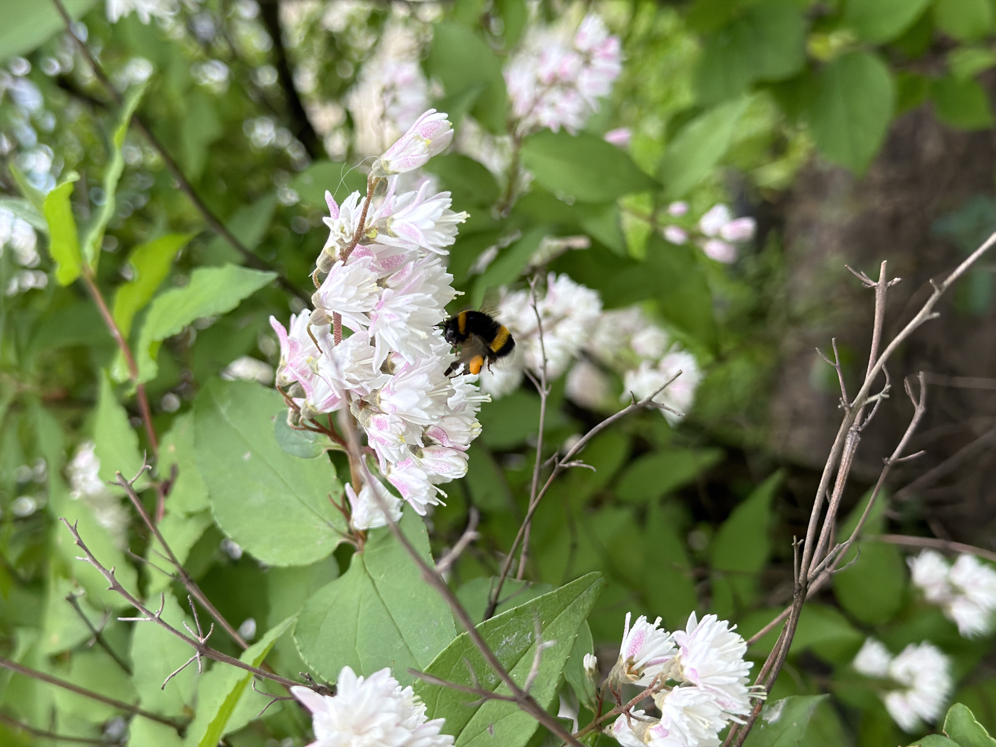 A single bumblebee, displaying a distinct black and yellow striped abdomen, is positioned on a cluster of white, bell-shaped flowers with subtle pink accents, indicative of foraging. These flowers grow from a shrub characterized by green, ovate leaves and sparse, thin, brown, bare woody twigs. The background is softly blurred, presenting indistinct green foliage and light reflections. This scene is located in Cheltuitori, Moldova.