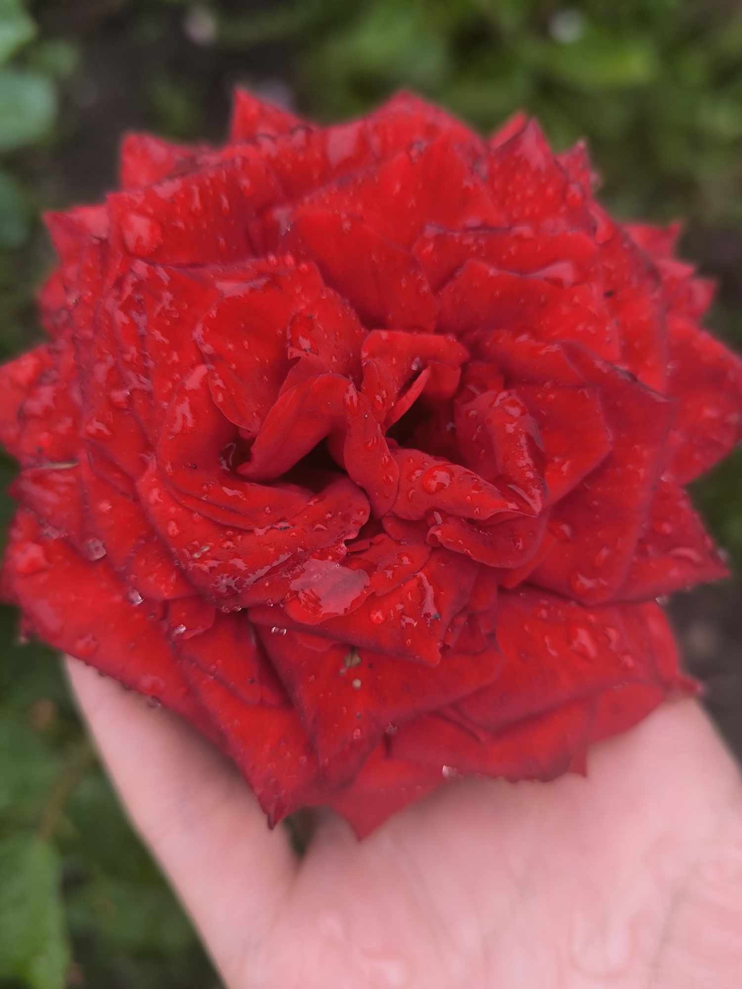 A close-up, low-angle shot shows a person's hand gently supporting a vibrant red rose. The rose is fully bloomed and covered in numerous water droplets, giving it a glistening appearance. The petals are tightly layered, with some appearing slightly bruised or worn. The background is a blur of green foliage and dark soil, suggesting an outdoor garden setting. The hand is pale and slightly pink, with visible lines and texture. The image was taken in Maiskii, Russia.