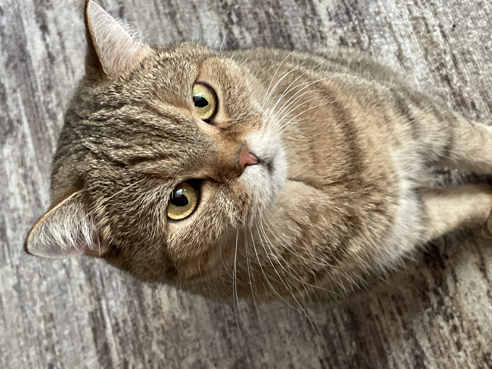 A close-up, high-angle shot shows a tabby cat with bright yellow eyes looking directly at the camera. The cat's fur is a mix of brown, black, and tan stripes, with white fur around its nose and chin. The cat is sitting on a textured surface that appears to be a carpet or rug with a wood-grain pattern. The background is out of focus. There are no people or any other objects clearly visible in the frame. The scene is indoors.