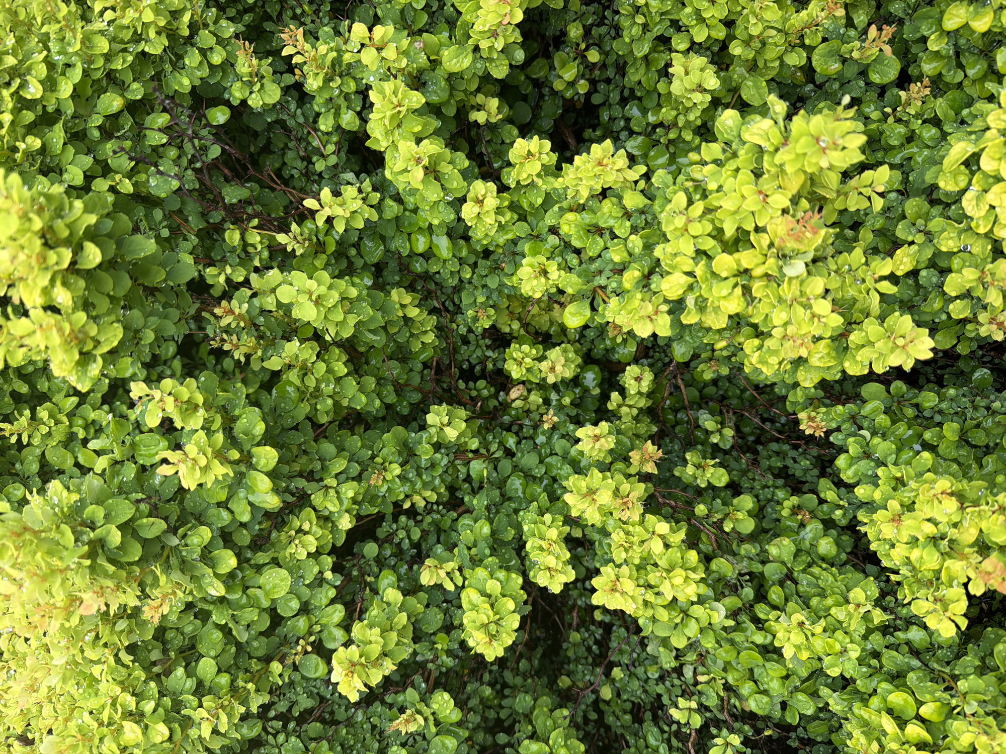 The image is a close-up, overhead shot of a dense shrub with small, oval-shaped leaves, primarily in shades of lime green and darker green. The leaves are wet, indicating recent rain or dew, with numerous small water droplets visible on their surfaces. The shrub appears healthy and lush, with many branches and foliage creating a textured, layered appearance. There are no people or animals visible in the image. The background is entirely filled with the shrubbery, with no other environmental elements like sky, ground, or buildings discernable. The lighting suggests it is daytime, likely overcast due to the soft, diffused light and lack of harsh shadows. There is no information provided in the image that would allow for the identification of its specific location within the city of Chaikovsky, Russia.
