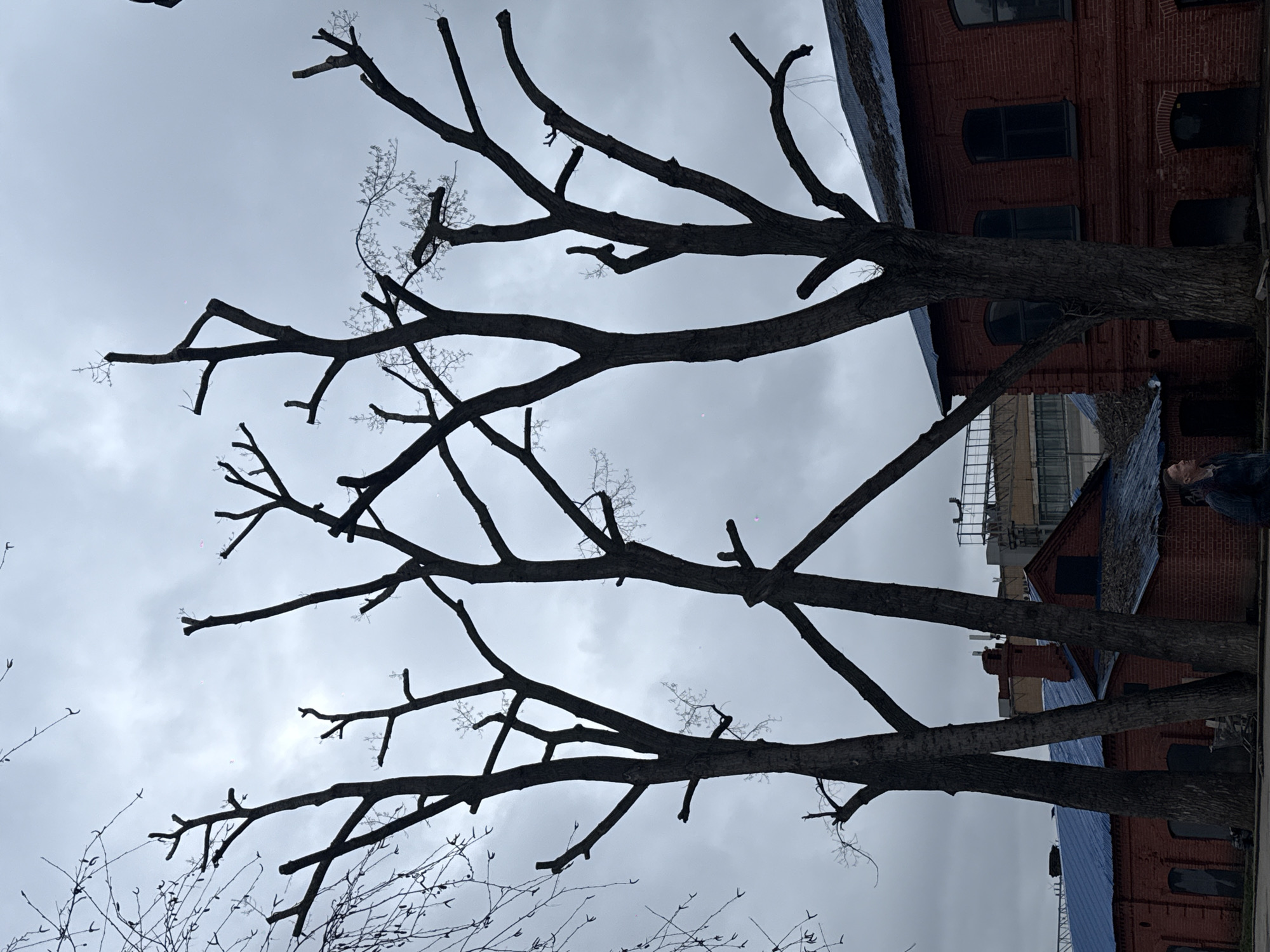 The image, rotated counter-clockwise, depicts an urban scene dominated by several heavily pruned deciduous trees against an overcast sky. The trees, appearing bare of leaves, feature thick trunks and numerous short, stumpy branches, characteristic of pollarding or severe topping. They form dark silhouettes against the grey, cloudy sky, with hints of very sparse new growth or buds visible on some branches.
In the mid-ground, behind the trees, stands a reddish-brown brick building with dark, recessed windows and a distinct blue roof. Further in the background, other urban structures and scaffolding are partially visible. On the far right side of the frame, a person's head and shoulder are visible, looking upwards or towards the left. The time of day appears to be daytime, under a dull, cloudy sky. Small, subtle red and pink specks, possibly lens flares or sensor dust, are scattered across the sky. No discernible text is visible in the image.