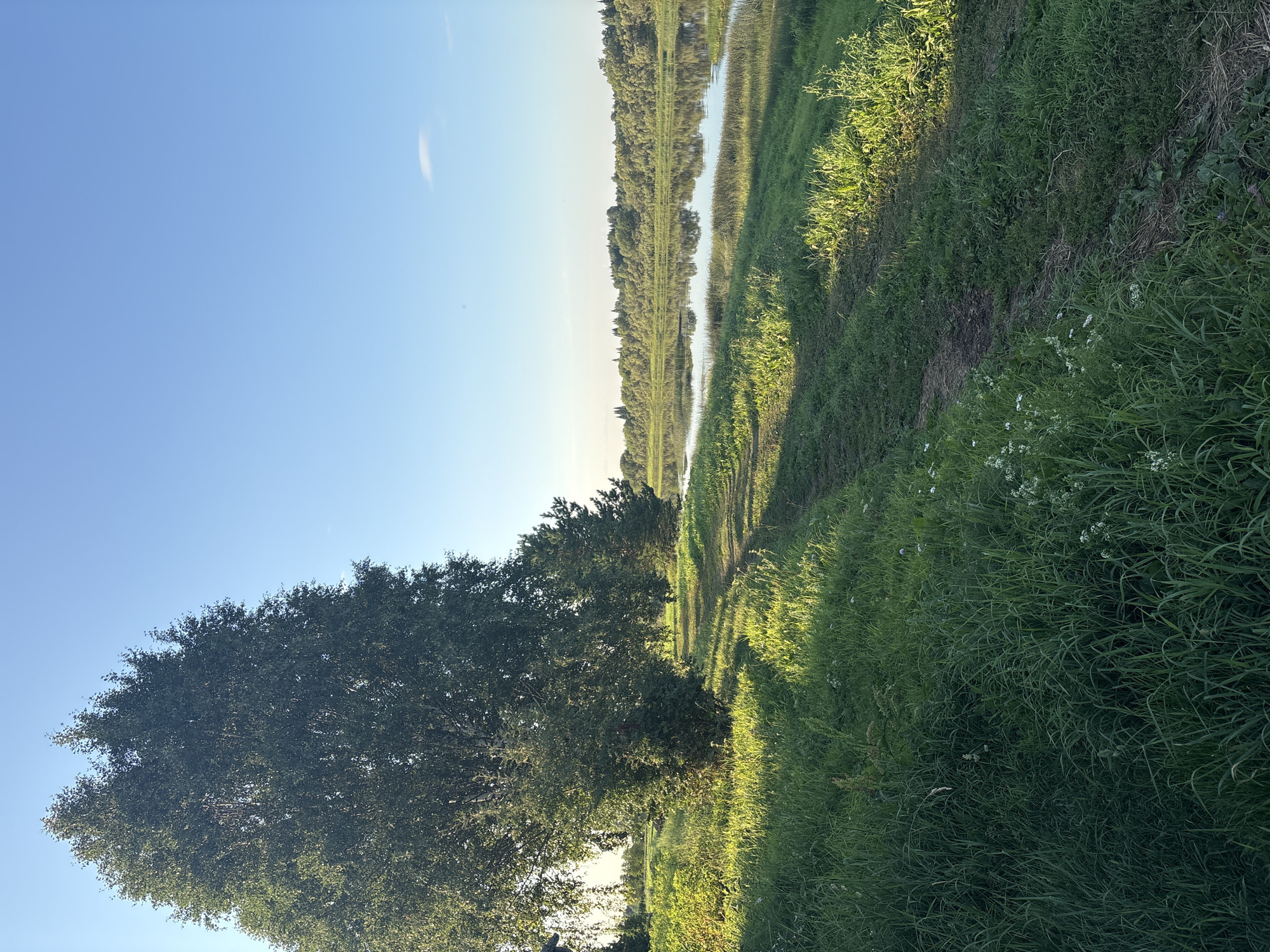 The image depicts a tranquil riverside scene under a clear blue sky, bathed in the warm light of either sunrise or sunset. On the left side of the frame, a large birch tree stands prominently, its dense green foliage casting long shadows across a grassy path. The path, worn into the earth, meanders alongside the riverbank. Further back, a dense line of trees forms the opposite bank of the wide, calm river, their reflections shimmering on the water's surface. The environment suggests a natural, undeveloped area, likely a park or a rural setting. There are no people or animals visible in the image, and no man-made structures are apparent, contributing to the overall sense of peaceful solitude.