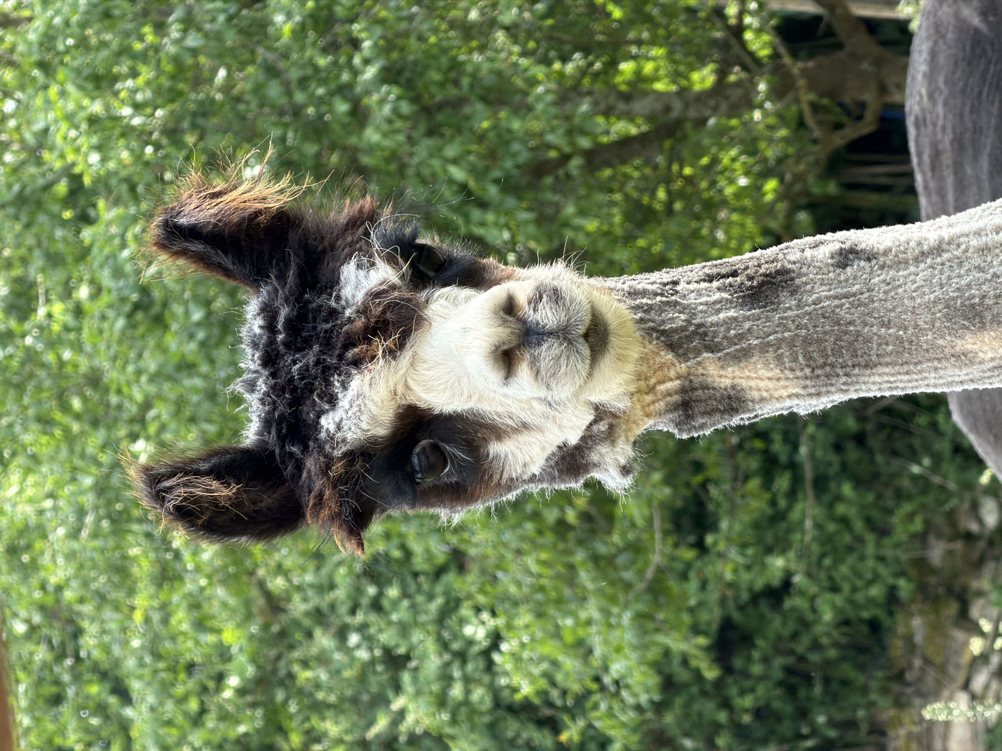 A close-up, landscape-oriented photograph depicts the head and neck of an alpaca, likely photographed in Bisterschied, Germany given the prompt's request. The alpaca has a multi-colored coat, including black, brown, white, and grey fur. The head is positioned near the center of the frame with the neck extending to the right. The background is filled with green foliage, possibly trees or bushes, out of focus.
