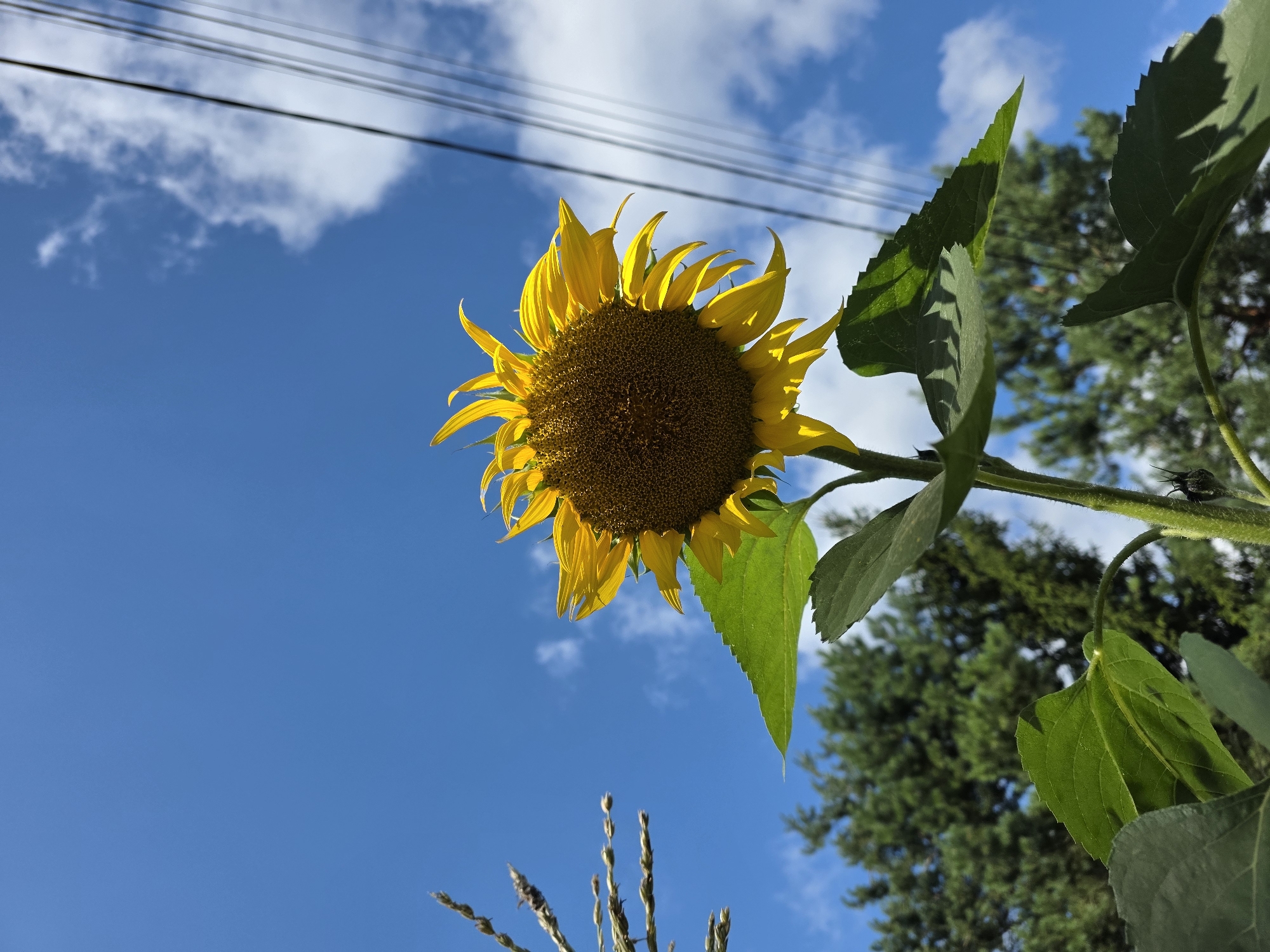 A single sunflower is in focus against a bright blue sky with scattered white clouds. The sunflower's yellow petals are vibrant, and its dark brown center is clearly visible. Large green leaves and a sturdy stem extend from the bottom of the frame, showing a fuzzy texture and prominent veins. In the background, the tops of green trees are visible, and a series of black electrical wires stretch diagonally across the upper right portion of the image. To the left, a dried corn stalk with visible kernels is present. There are no people or animals depicted in the image. The scene appears to be outdoors, likely in a rural or suburban area, given the presence of trees and electrical wires. The image was captured in Речицы, Russia.