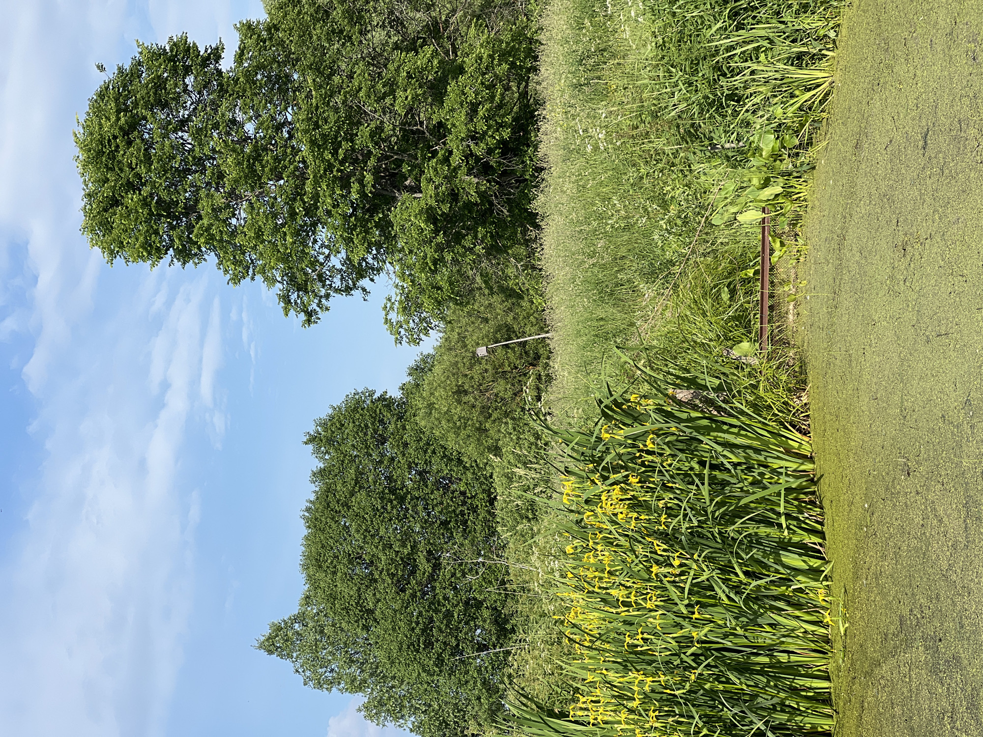 In Al'nyash, Russia, a pond covered in green algae is visible. Tall green reeds with yellow flowers line the pond's edge. Behind the reeds, a variety of green trees and plants form a dense background. The sky above is blue with scattered white clouds.