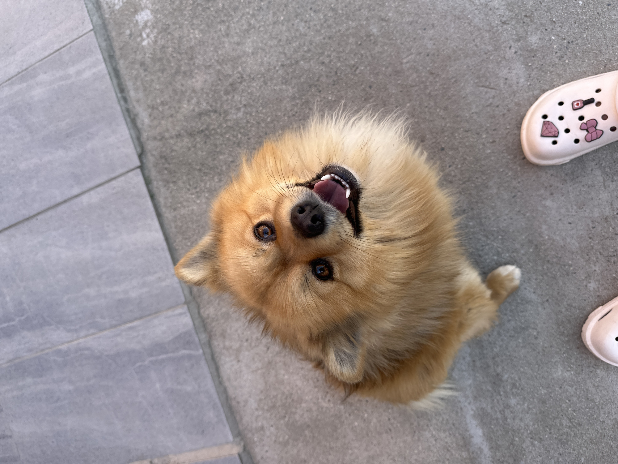 A Pomeranian-like dog with golden fur is sitting on grey concrete. The dog is looking up at the camera and smiling. The dog's tongue is visible. The location is possibly outside in a yard or patio. A single Croc shoe with accessories is visible on the right side of the photo. The image is taken from an overhead perspective. The location in the city of Manole, Bulgaria is unconfirmed.