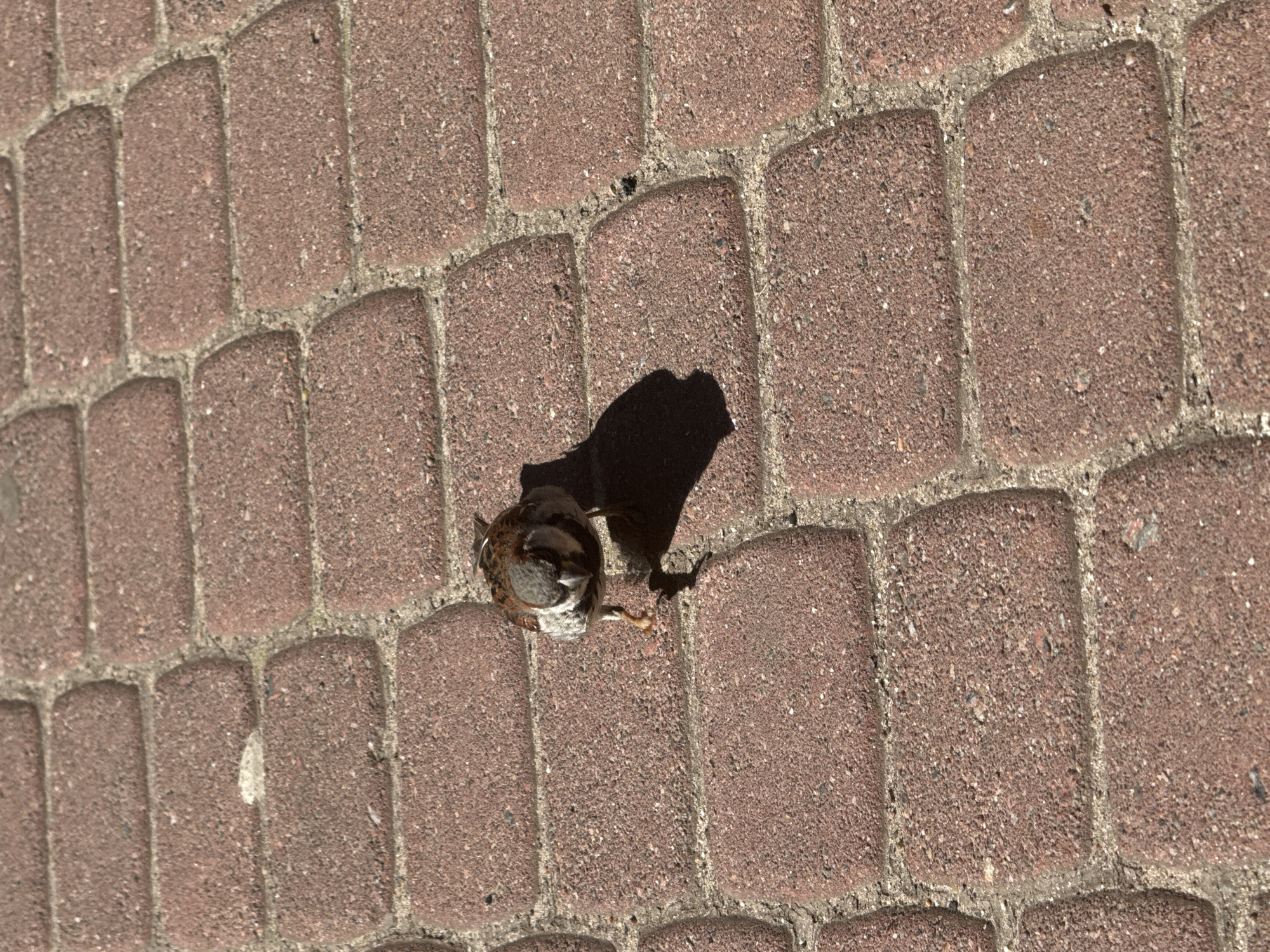 A small sparrow stands on a red brick pathway. The bricks are rectangular with rounded edges and are laid in a repeating pattern. The sparrow is facing the camera, with its head slightly tilted. Its feathers are a mix of brown, gray, and white. The bird is casting a shadow on the bricks to its right. The scene appears to be outdoors in daylight. The specific location in the city of Kudrovo, Russia, is not identifiable from the image.