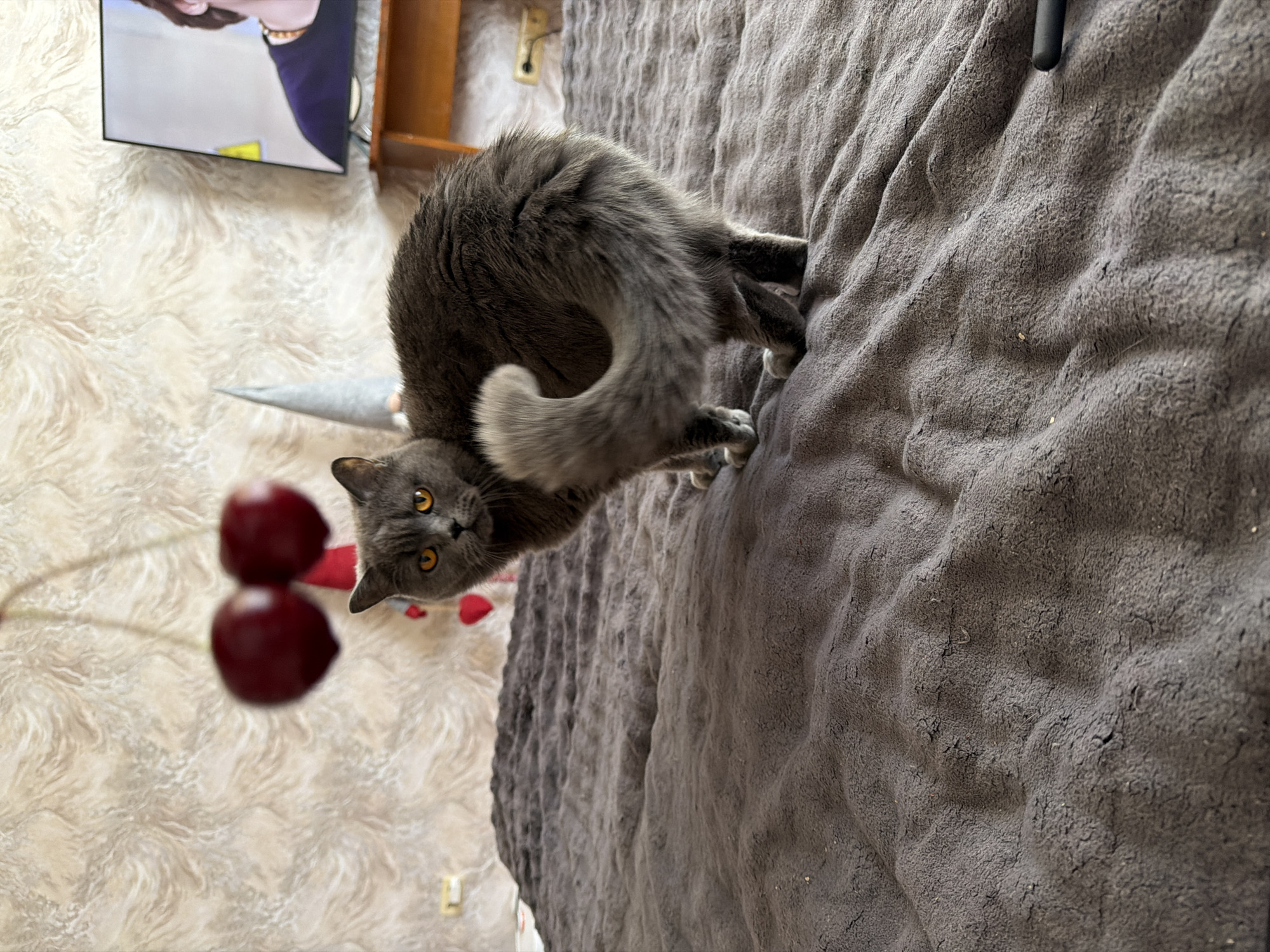 A British Shorthair cat with grey fur and yellow eyes is positioned on a textured grey blanket. The cat is looking directly at the camera with its head tilted to the side. In the foreground, out of focus, are two red cherries on a stem. To the left of the cat, a fuzzy, textured cream-colored surface is visible, with a portion of a television screen showing a person wearing a blue shirt and a gold bracelet. A wooden shelf or cabinet is also visible in the background to the right of the television. The overall scene appears to be indoors.