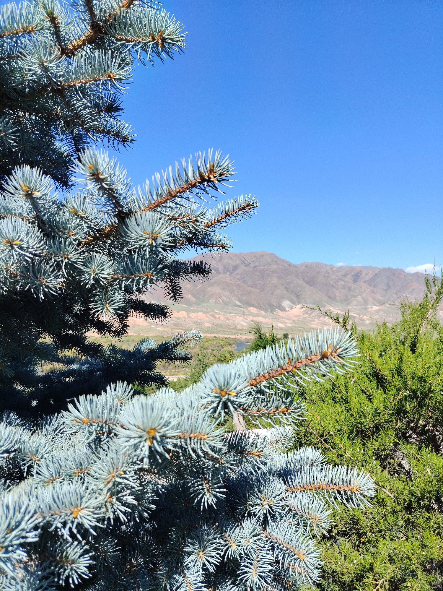 The image captures a close-up view of blue spruce branches in the foreground, with their needles a striking silvery-blue color. Behind the spruce, a layer of green coniferous foliage is visible. Further in the background, a range of arid, rugged mountains rises under a clear, vibrant blue sky. The landscape appears dry and mountainous, suggesting a location in a region with such topography. The lighting indicates it is daytime, likely with bright sunlight. The scene is devoid of any people or identifiable human structures, focusing purely on the natural environment. The setting is consistent with an outdoor, possibly natural or semi-natural, area in a mountainous region, such as a park or a hillside in Kyrgyzstan, given the visual cues of the vegetation and terrain.
