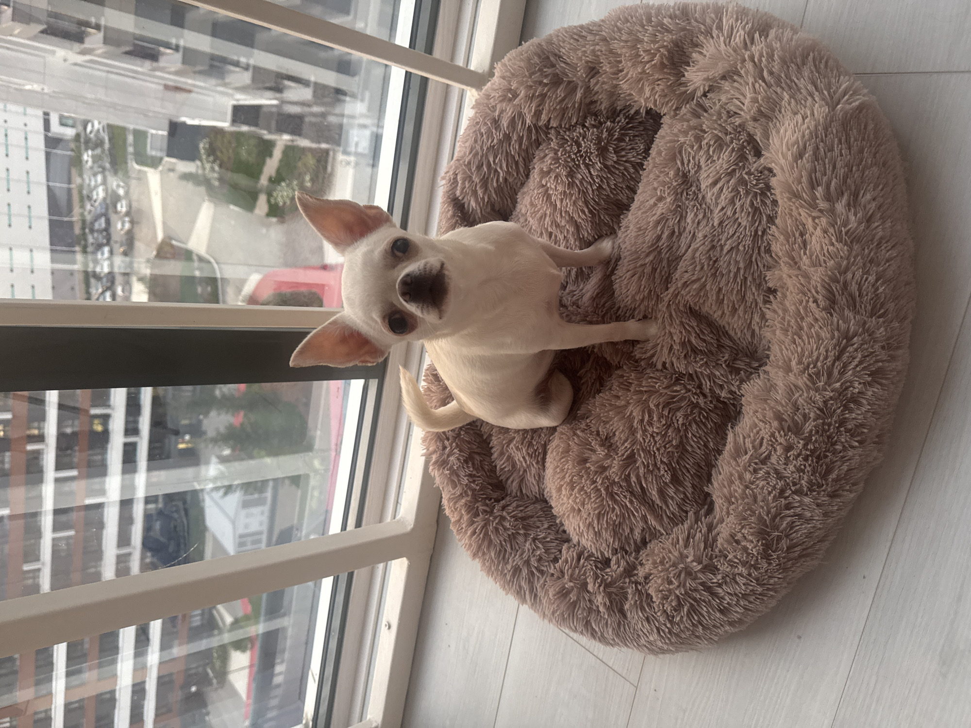 A light-colored Chihuahua stands on a fluffy, round, brown dog bed. The dog bed is positioned on a light-colored floor, possibly laminate or tile, near a large window. Outside the window, a city landscape is visible, featuring apartment buildings, a parking lot with cars, and some greenery. The architecture of the buildings suggests a modern urban environment, potentially in a densely populated area. The lighting indicates it is daytime, though the sky appears overcast or diffused. The overall impression is that of a domestic setting within a city. The location is identified as Novosibirsk, Russia.