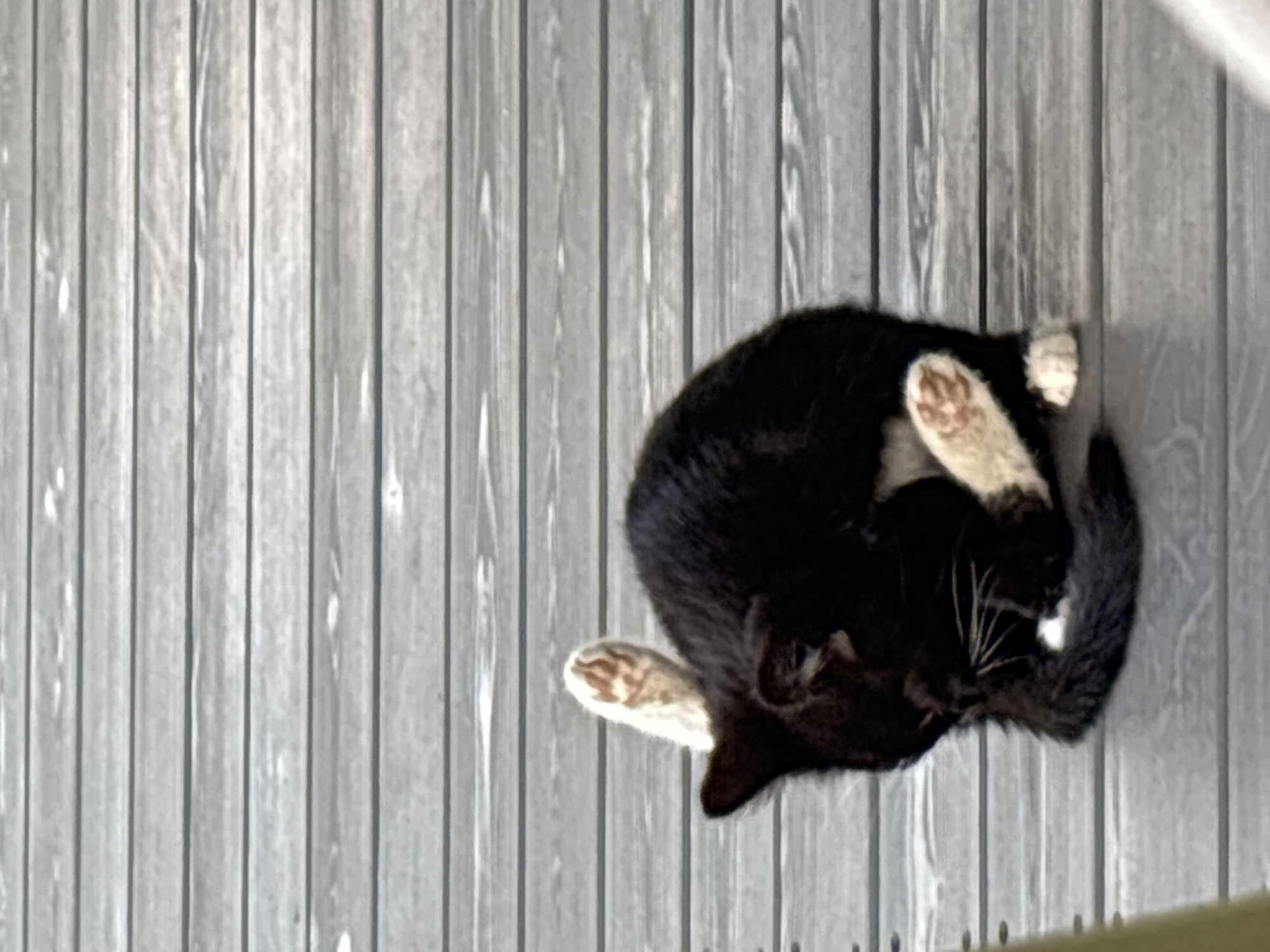 A black and white cat is grooming itself on a wooden deck in Zvenigorod, Russia. The cat is curled up on its side with its hind leg raised, licking its paw. The wooden deck is made of grey planks running horizontally.