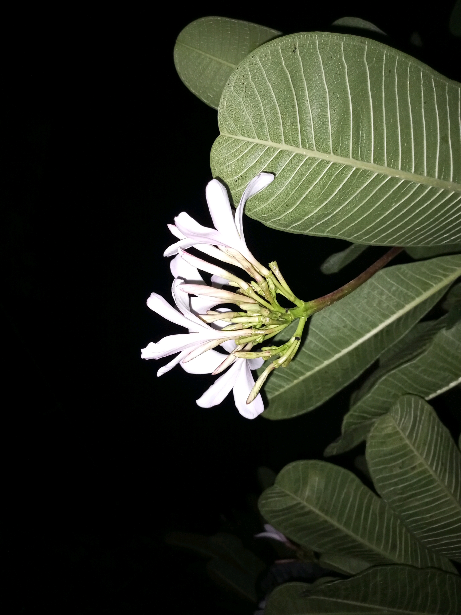 A cluster of delicate white flowers with pink-tinged edges emerges from a branch, set against a stark black background. The flowers are surrounded by large, elongated green leaves with prominent, lighter-colored veins. The leaves are positioned in a way that suggests they are part of the same plant. The image is captured in a way that isolates the flora, creating a dramatic and somewhat ethereal effect. The scene is reminiscent of a nighttime garden setting. The location in Pakpattan, Pakistan, suggests this could be a common ornamental plant found in residential or public gardens in the region.