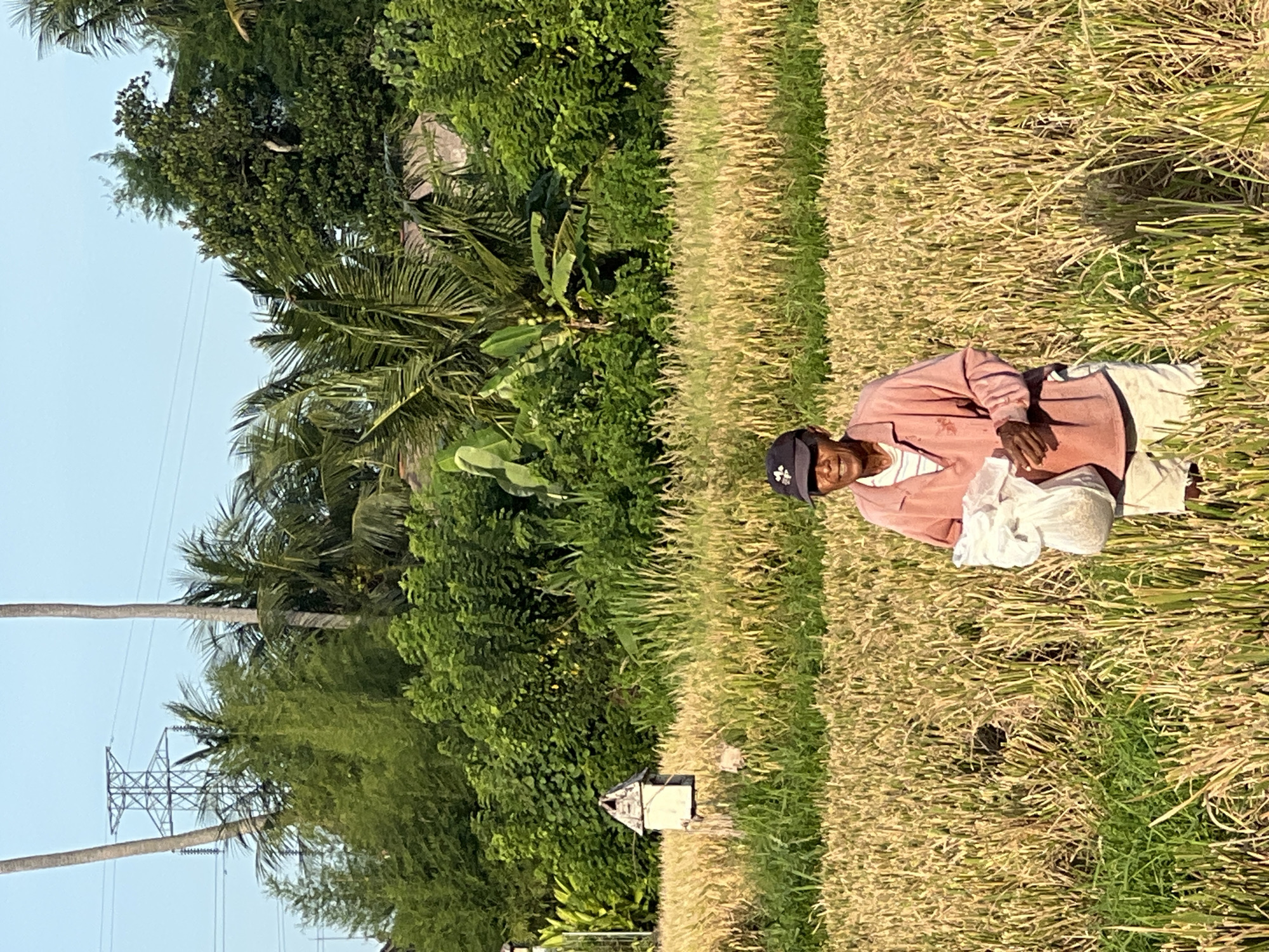 An older man wearing a pink long-sleeved shirt, light-colored pants, and a dark baseball cap is kneeling in a rice paddy in the Ubud District of Indonesia. He is holding a white cloth or bag. The rice paddy is mostly harvested with cut stalks visible. Green trees, including palms and banana plants, border the paddy. In the distance, a metal electrical transmission tower is visible against a pale sky. There is a small structure on the ground to the left of the man.