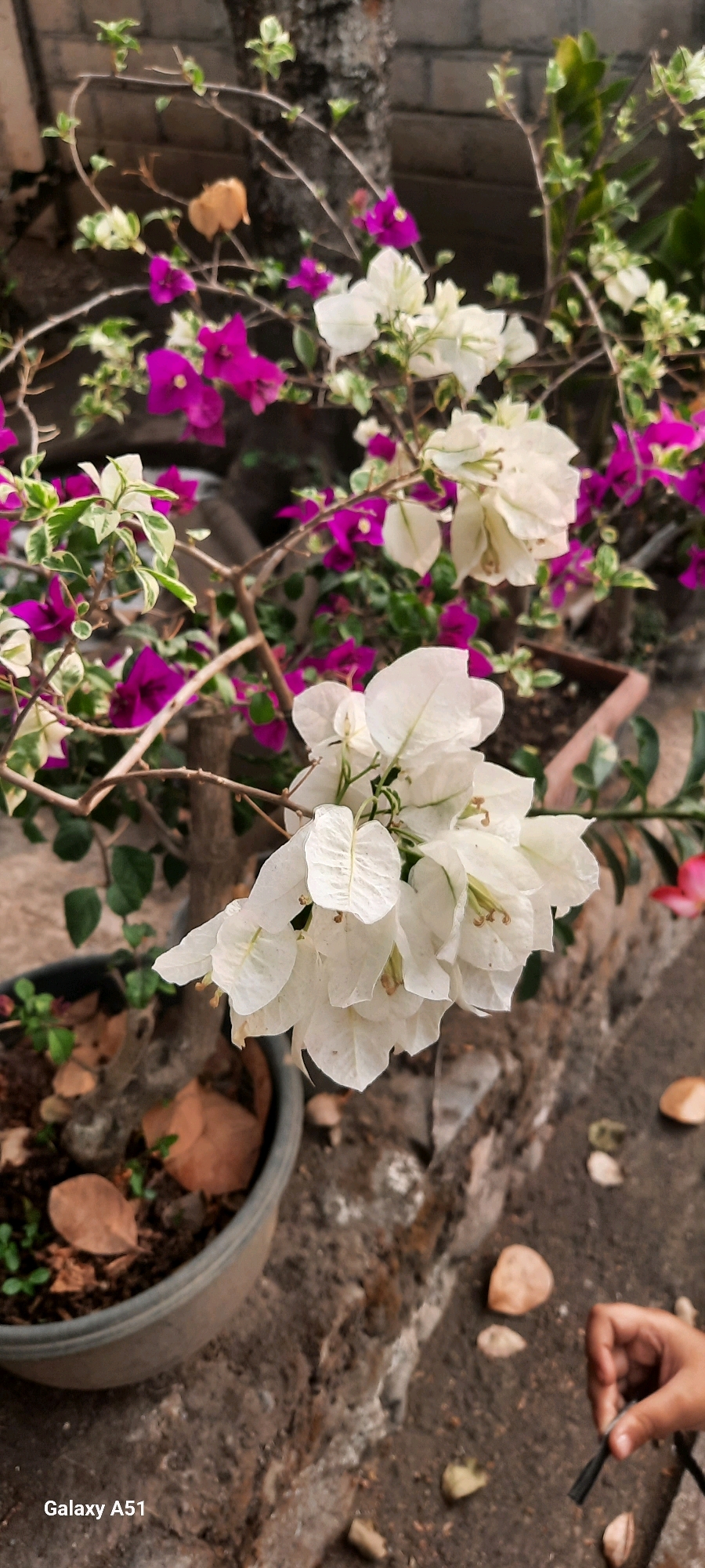 A close-up, vertical, outdoor photograph captures a cluster of white bougainvillea flowers in the foreground, with their delicate, paper-like petals softly illuminated. Behind them, a dense arrangement of purple bougainvillea blooms provides a vibrant contrast. The flowers are part of a plant growing in a gray pot, situated on a rough, textured surface that appears to be stone or concrete. The background reveals a brick wall and more greenery. A person's hand is visible in the lower right corner, holding a thin black object. The text "Galaxy A51" is present in the bottom left corner. This scene is located in Ploso, Indonesia.