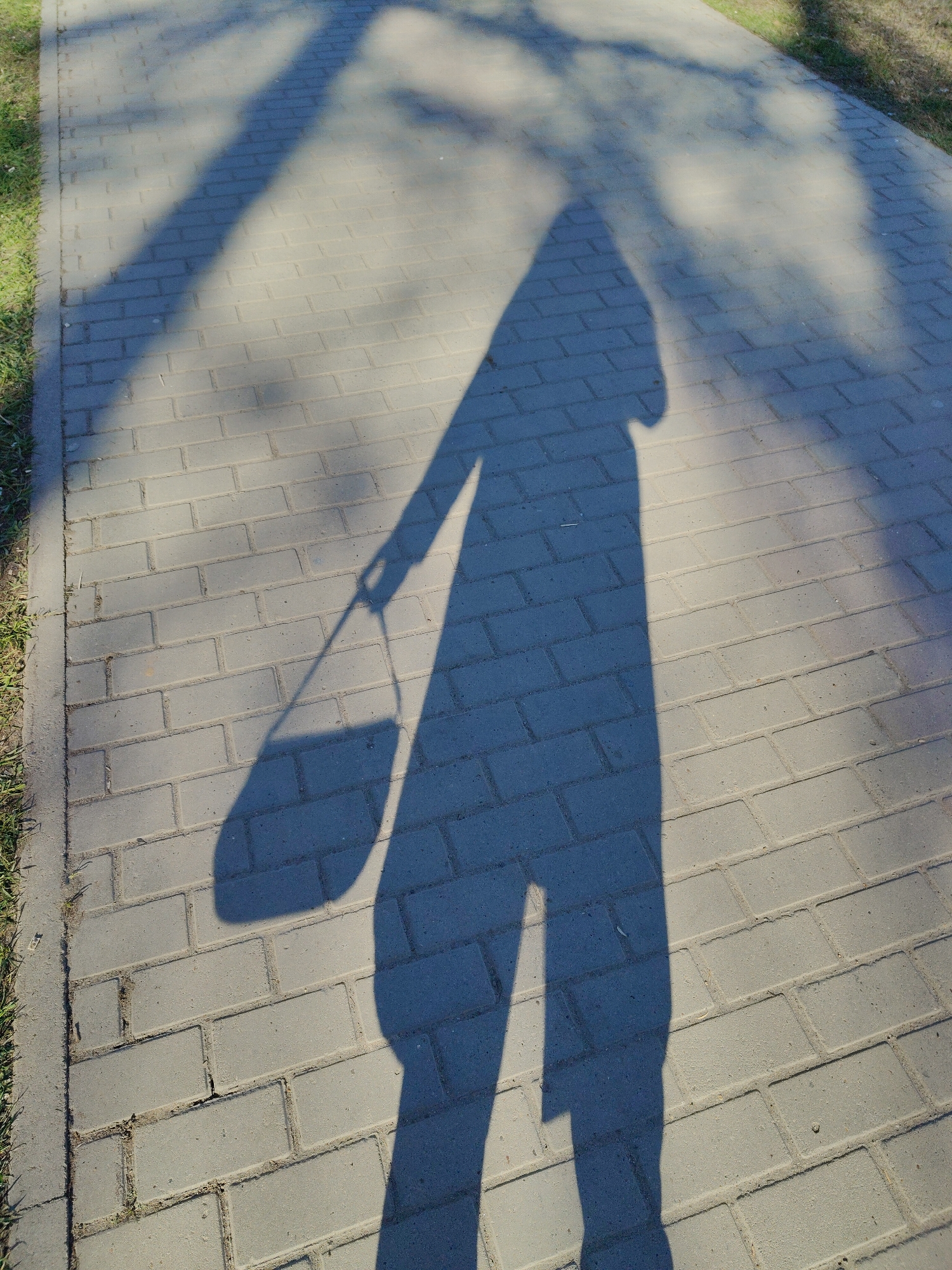 The image displays the elongated shadow of a person, cast upon a paved outdoor walkway. The shadow, which dominates the foreground and extends towards the background, shows a figure with a defined torso, legs, and an arm. The shadow of the person's left hand appears to be holding a bag or purse, which casts its own distinct shadow hanging beside the leg.
The scene is an outdoor path made of light gray rectangular pavers, arranged in a brick-like pattern. Along the left edge of the paved path, a strip of green grass is visible, bordering the walkway. Further into the background on the right, more grass or foliage is partially obscured by shadows.
The long, sharp nature of the shadows indicates that the sun is low in the sky, suggesting either early morning or late afternoon. The clear distinction between lit and shadowed areas on the pavement points to sunny and clear weather conditions. The implied activity is that the person casting the shadow is walking along the path. There is no visible text in the image.