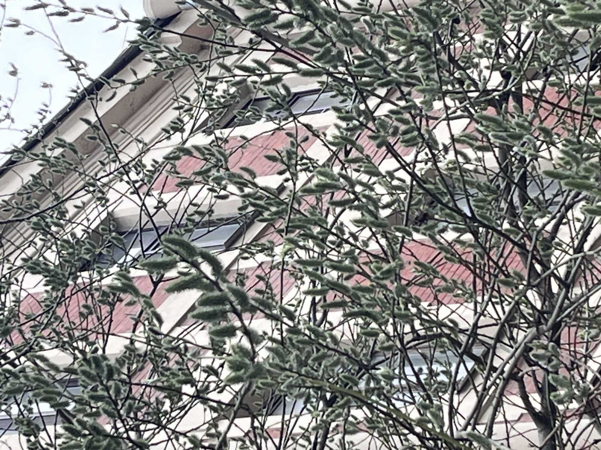 The image presents a close-up view of tree branches covered in numerous light green, fuzzy catkins, characteristic of early spring, in the foreground. These branches form a dense, intricate pattern, partially obscuring a building in the background.
The building behind the tree features a reddish-brown facade, possibly made of brick or a similar material. It is accented with prominent white or light-colored architectural details, including cornices, window frames, and decorative bands that create a structured appearance. Several windows are visible through the branches, some appearing to be angled or recessed into the building's structure. The upper part of the building and a sliver of an overcast, light-colored sky are visible at the top.
The scene depicts a tranquil, static moment, likely in an urban or suburban environment, during the daytime under soft, diffused light conditions, suggesting an overcast sky. There are no visible people, specific activities, or discernible text. The image focuses on the interplay between the emerging natural beauty of the tree and the architectural lines of the background building.